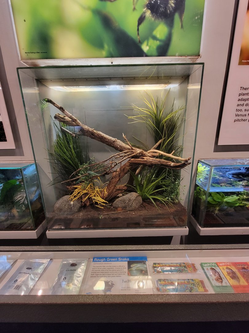 Cincinnati 5/22 - World of Insects, rough green snake, Opheodrys aestivus