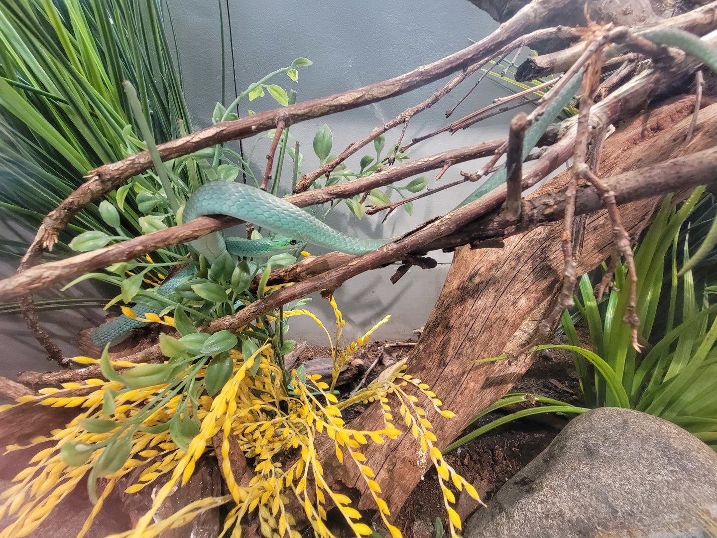 Cincinnati 5/22 - World of Insects, rough green snake, Opheodrys aestivus