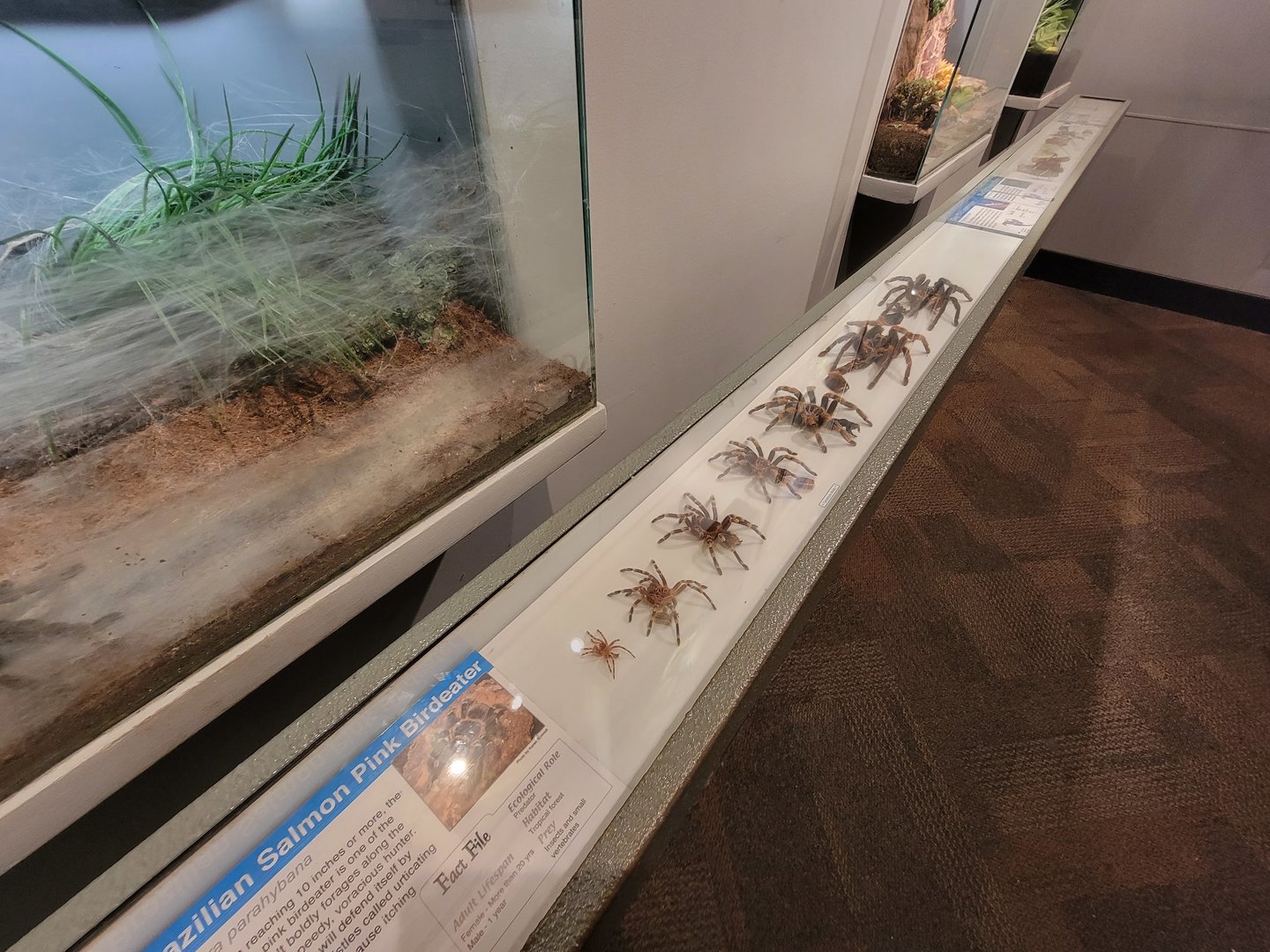 Cincinnati 5/22 - World of Insects, shed tarantula skins