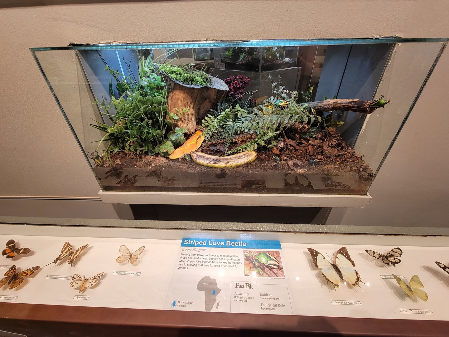 Cincinnati 5/22 - World of Insects, striped love beetle, Eudicella gralli