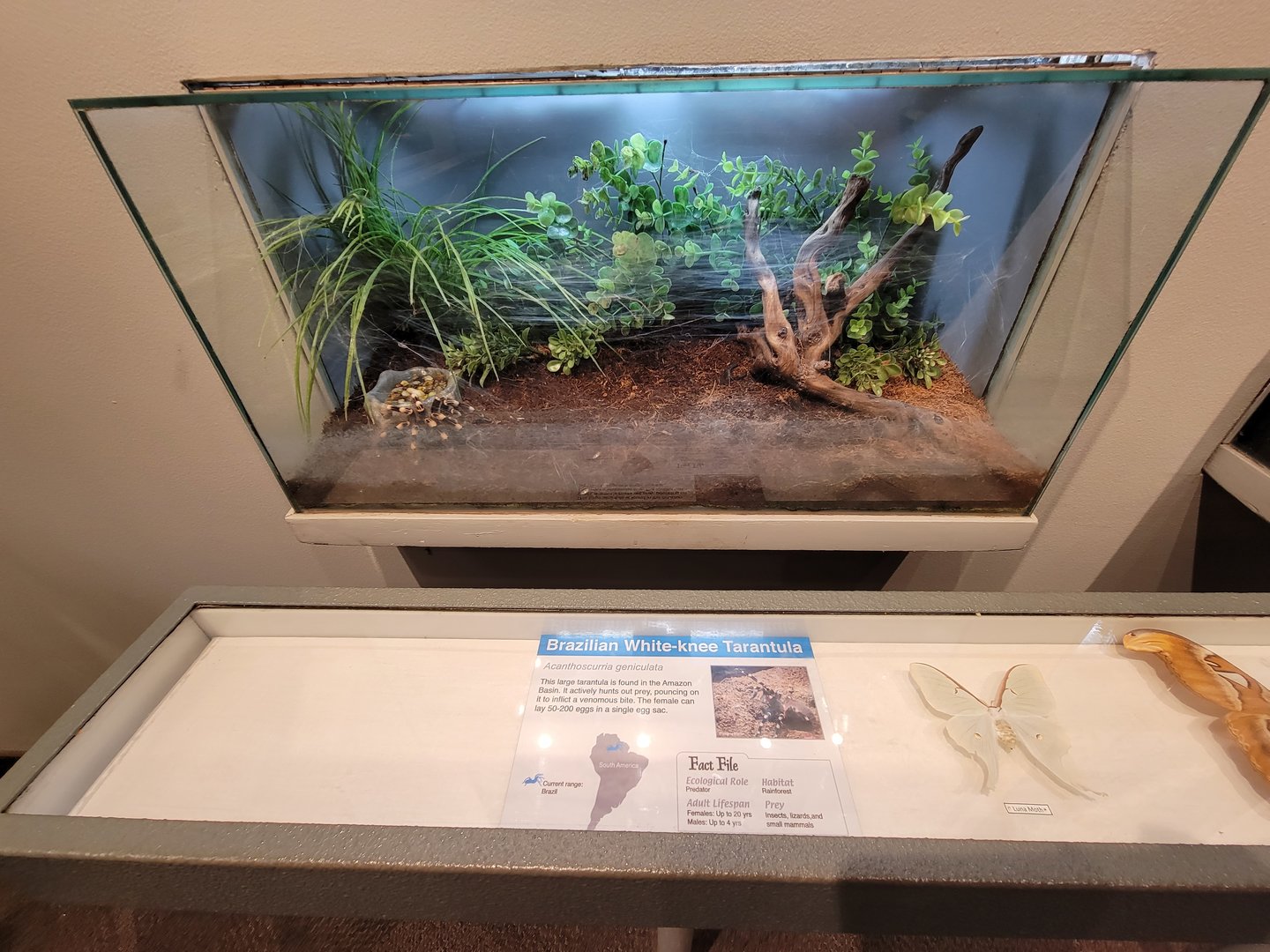 Cincinnati 5/22 - World of Insects, Success of Insects, Brazilian white-knee tarantula, Acanthoscurria geniculata