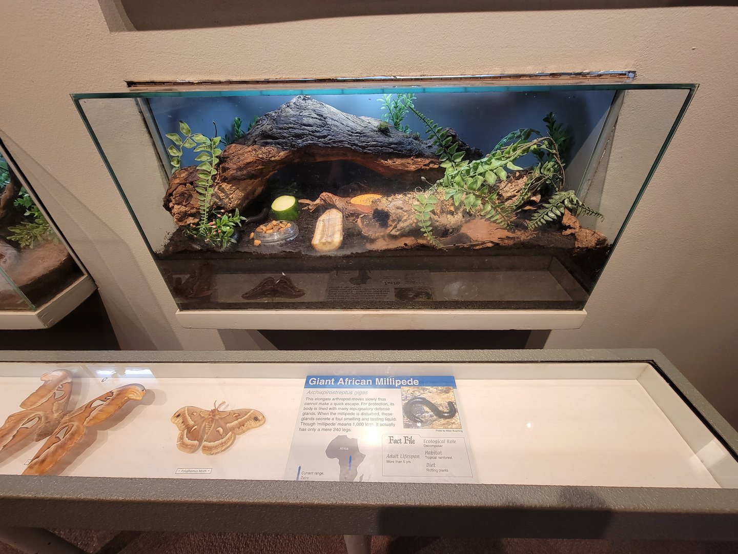 Cincinnati 5/22 - World of Insects, Success of Insects, giant African millipede, Archispirostreptus gigas