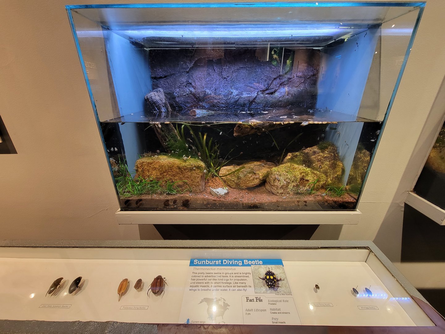 Cincinnati 5/22 - World of Insects, sunburst diving beetle, Thermonectus marmoratus