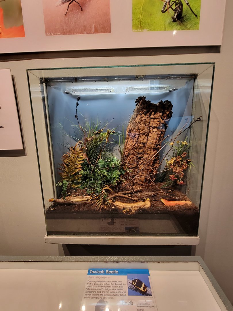 Cincinnati 5/22 - World of Insects, taxicab beetle, Pachnoda peregrina