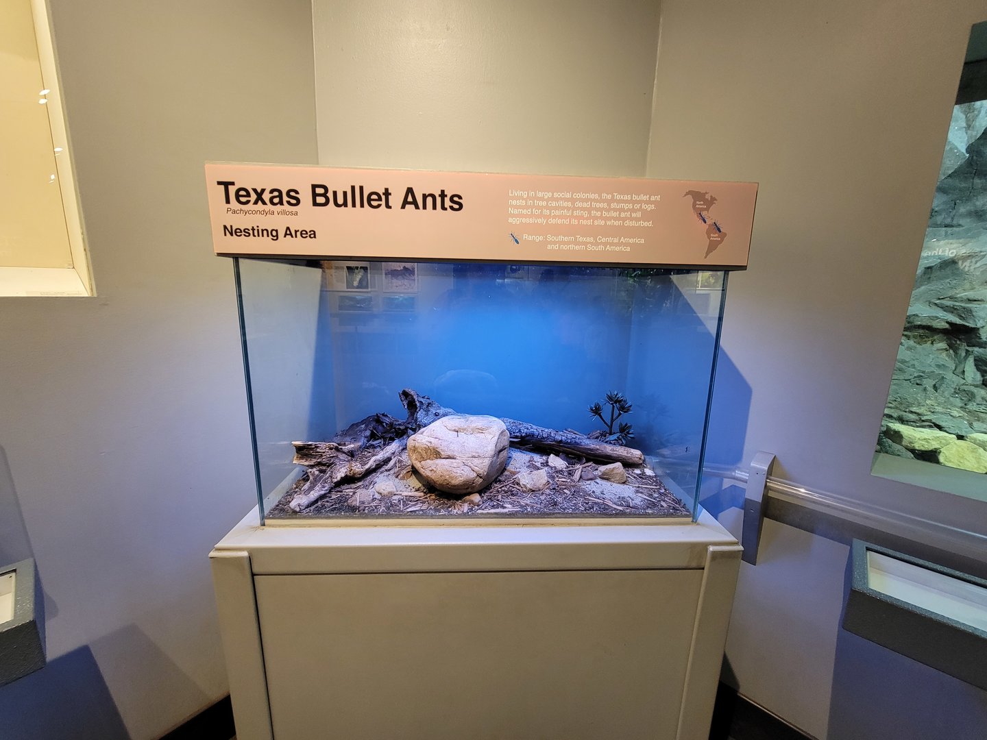 Cincinnati 5/22 - World of Insects, Texas bullet ants nesting area, Pachycondyla villosa