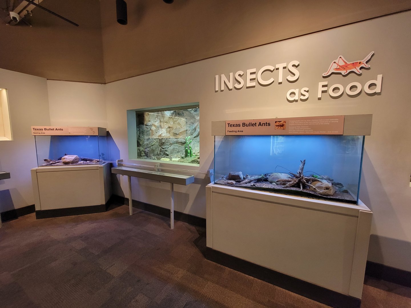 Cincinnati 5/22 - World of Insects, Texas bullet ants, with lizards in the middle