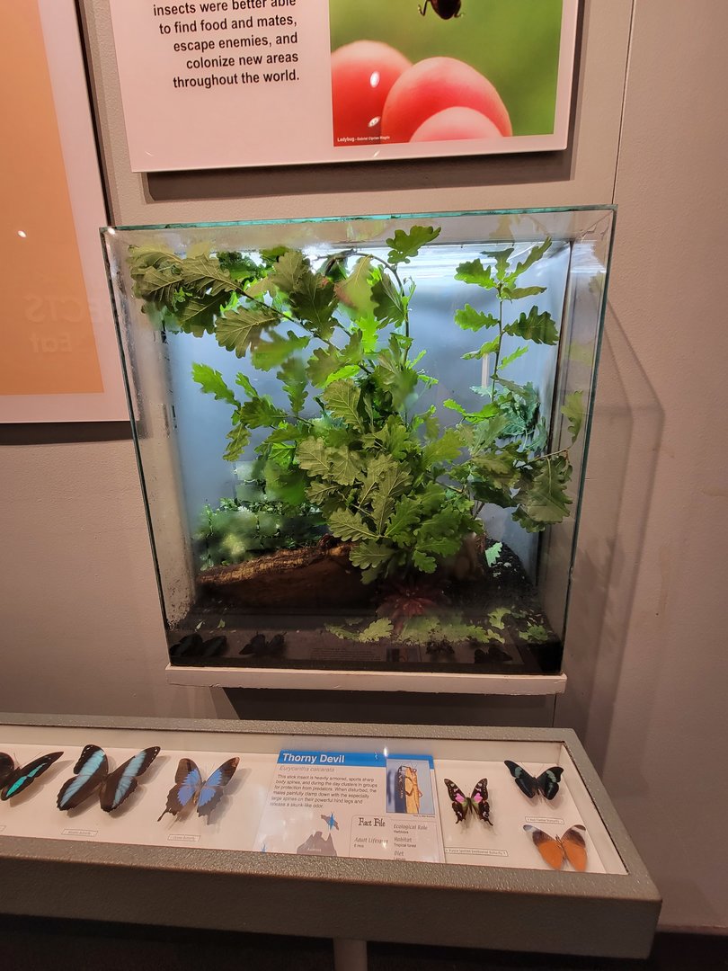 Cincinnati 5/22 - World of Insects, thorny devil, Eurycantha calcarata