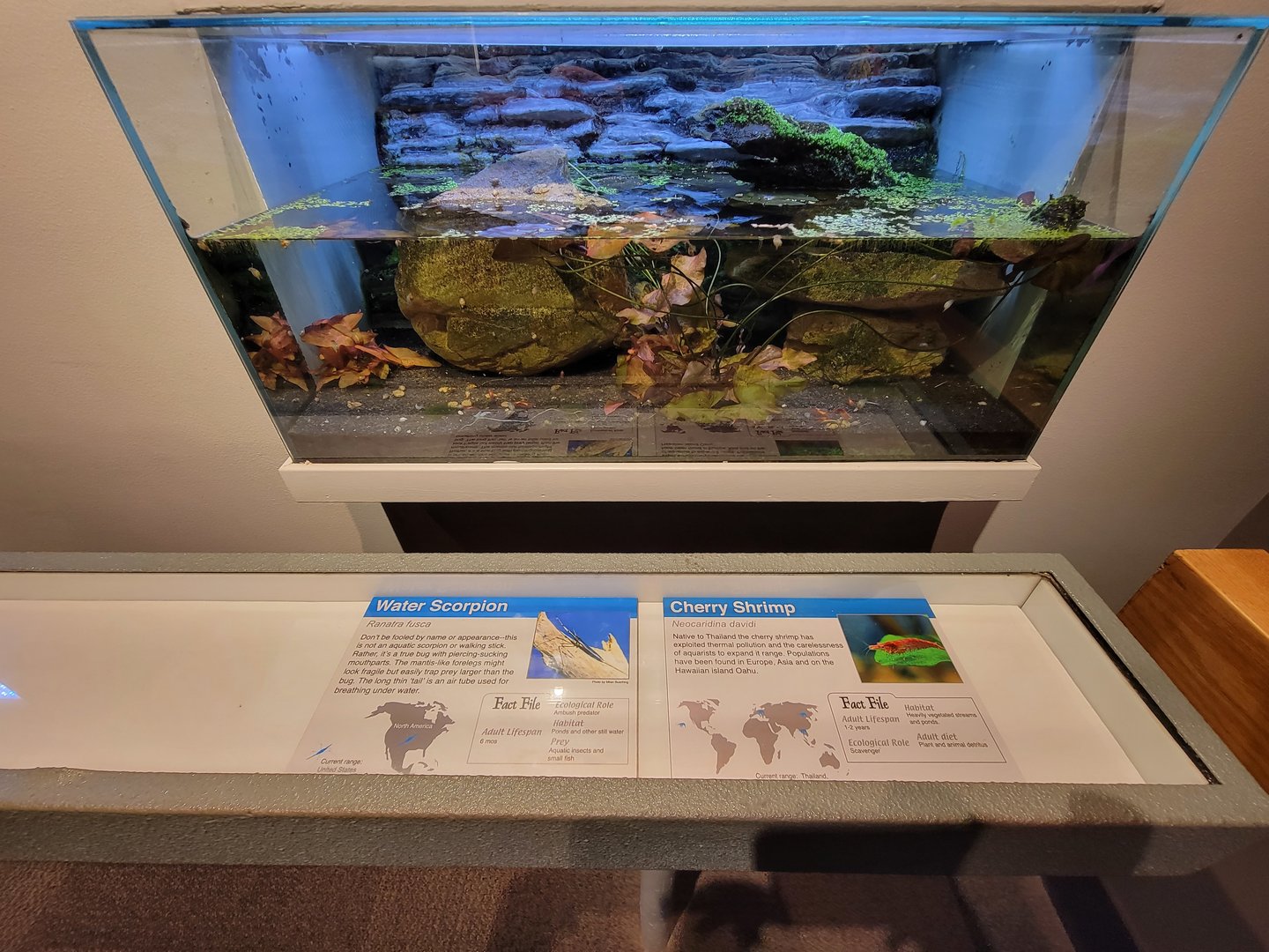 Cincinnati 5/22 - World of Insects, water scorpion and cherry shrimp