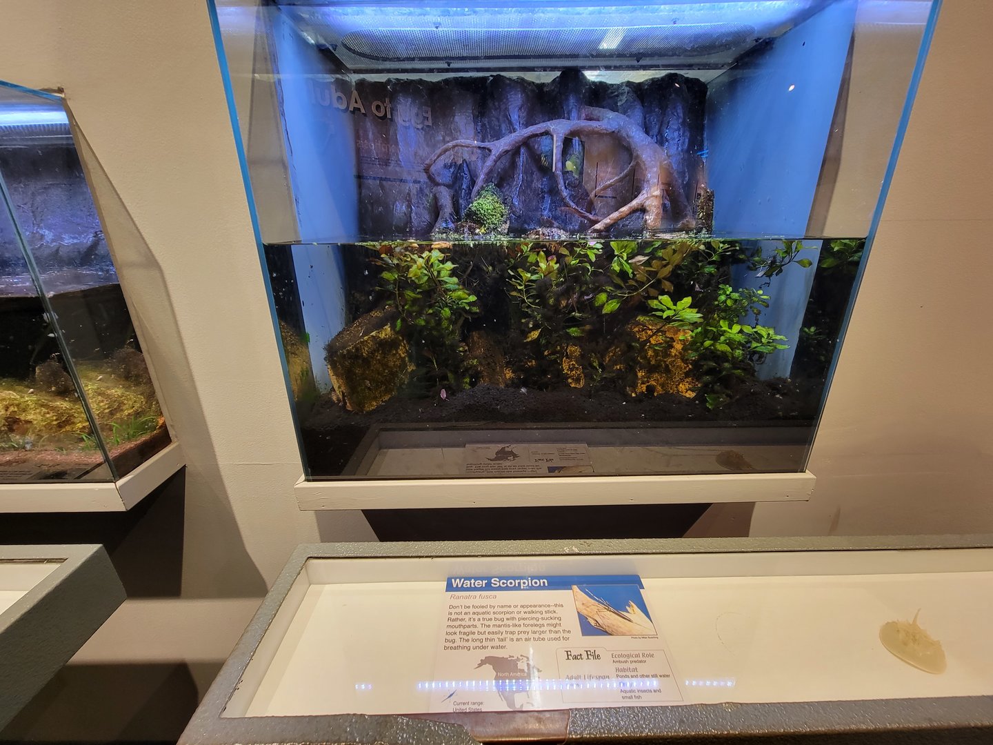 Cincinnati 5/22 - World of Insects, water scorpion, Ranatra fusca