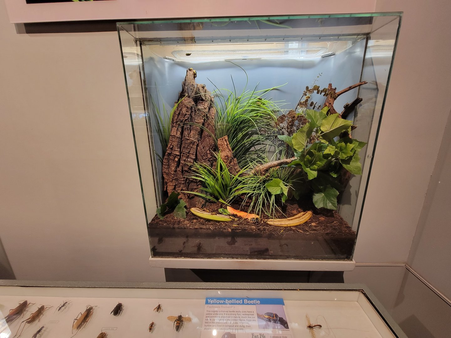 Cincinnati 5/22 - World of Insects, yellow-bellied beetle, Pachnoda flaviventris