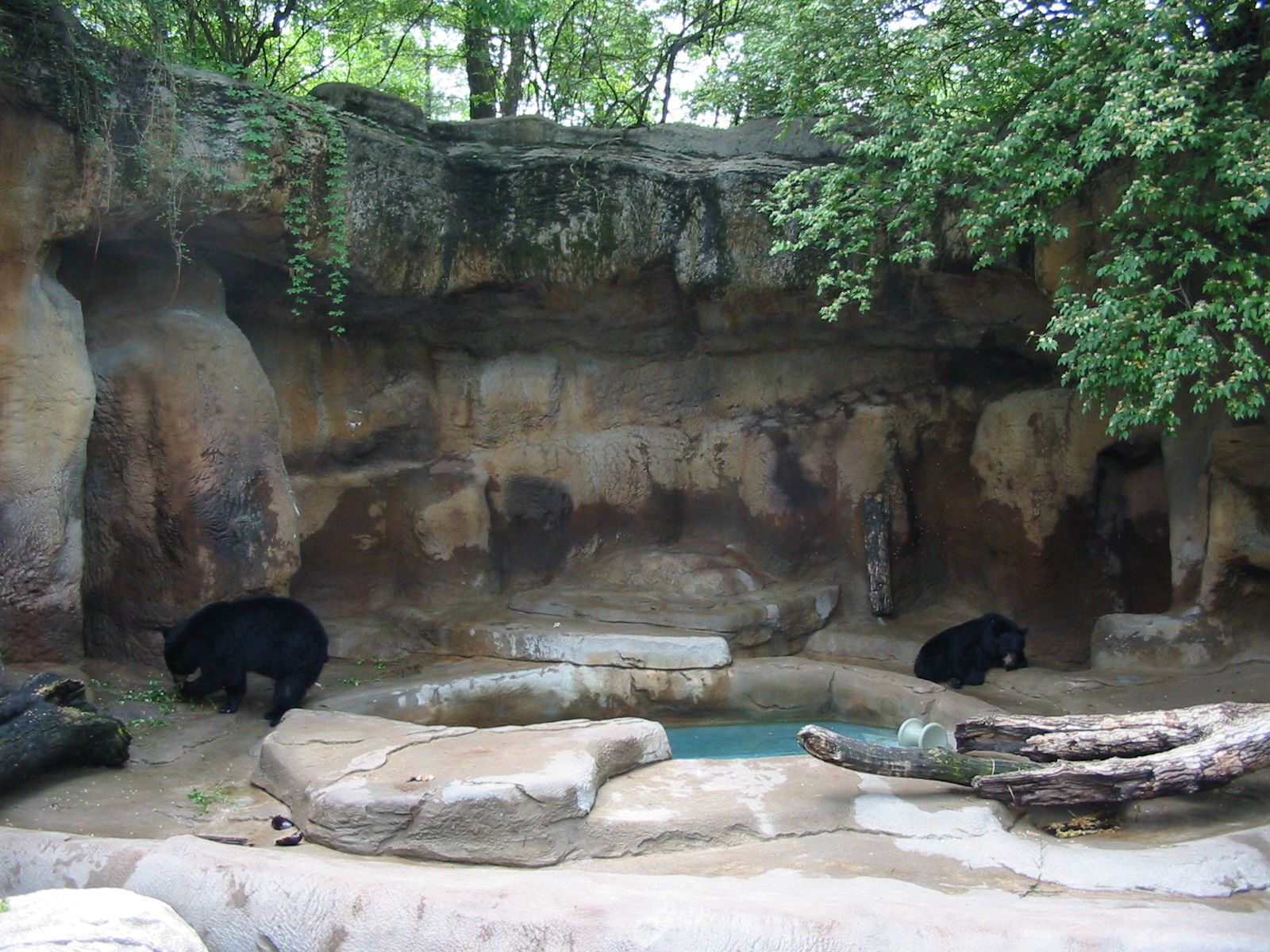 Cincinnati Zoo 2003 - American Black Bear exhibit