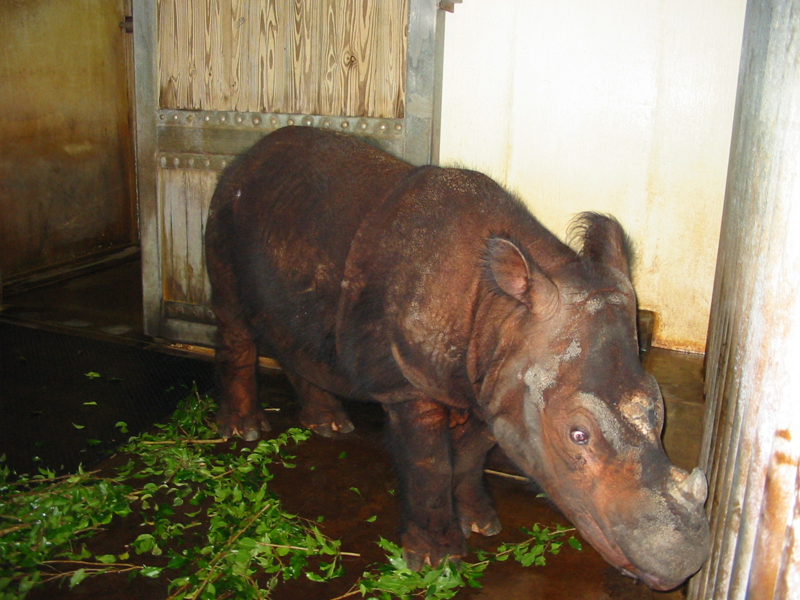Cincinnati Zoo 2003 - Beautiful Sumatran Rhinoceros