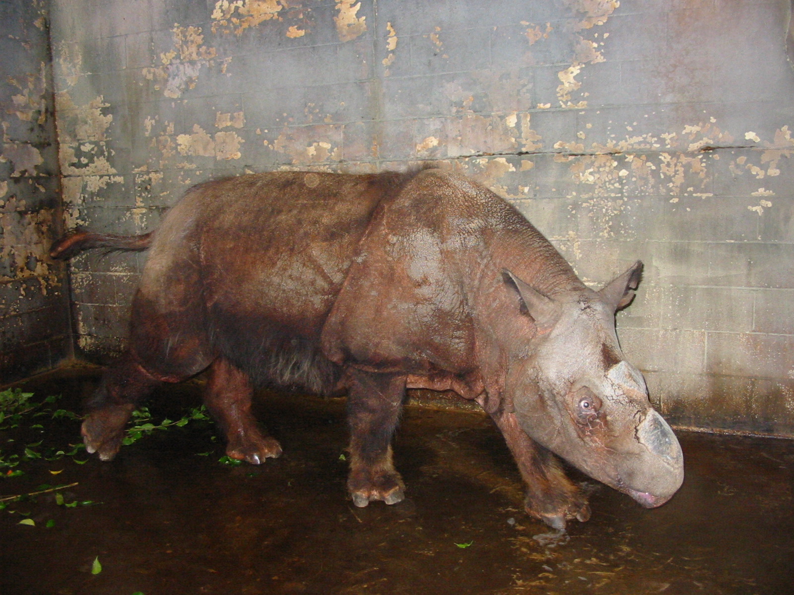 Cincinnati Zoo 2003 - Beautiful Sumatran Rhinoceros