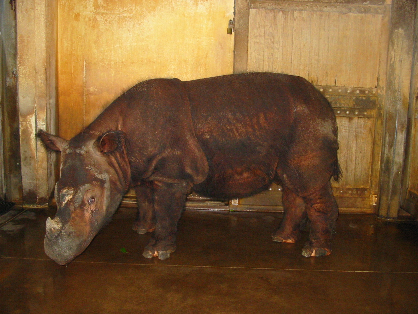 Cincinnati Zoo 2003 - Beautiful Sumatran Rhinoceros