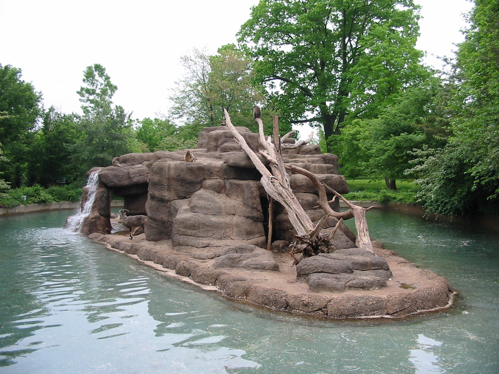 Cincinnati Zoo 2003 - Bharal or Blue Sheep exhibit