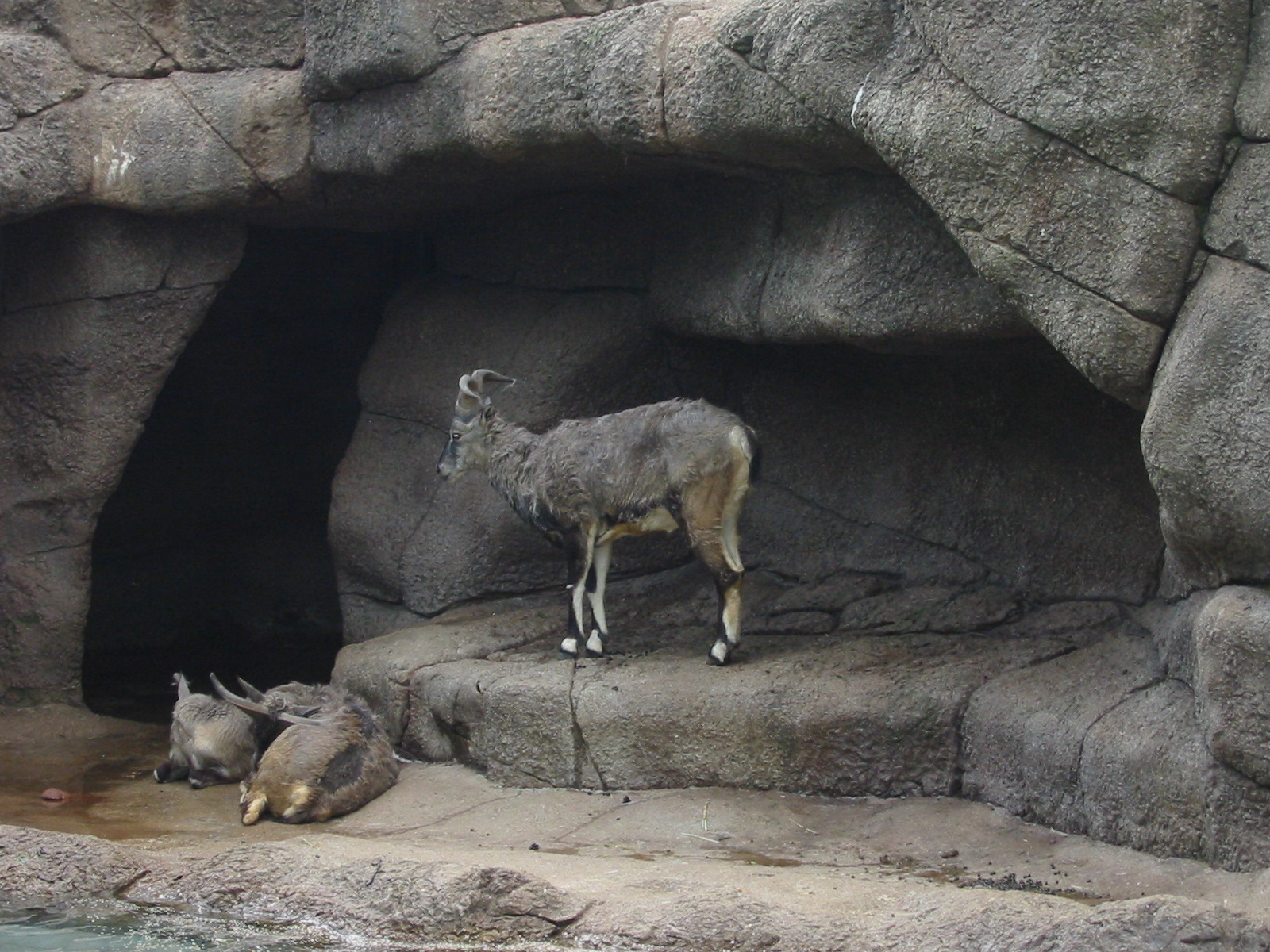 Cincinnati Zoo 2003 - Bharal or Blue Sheep kids