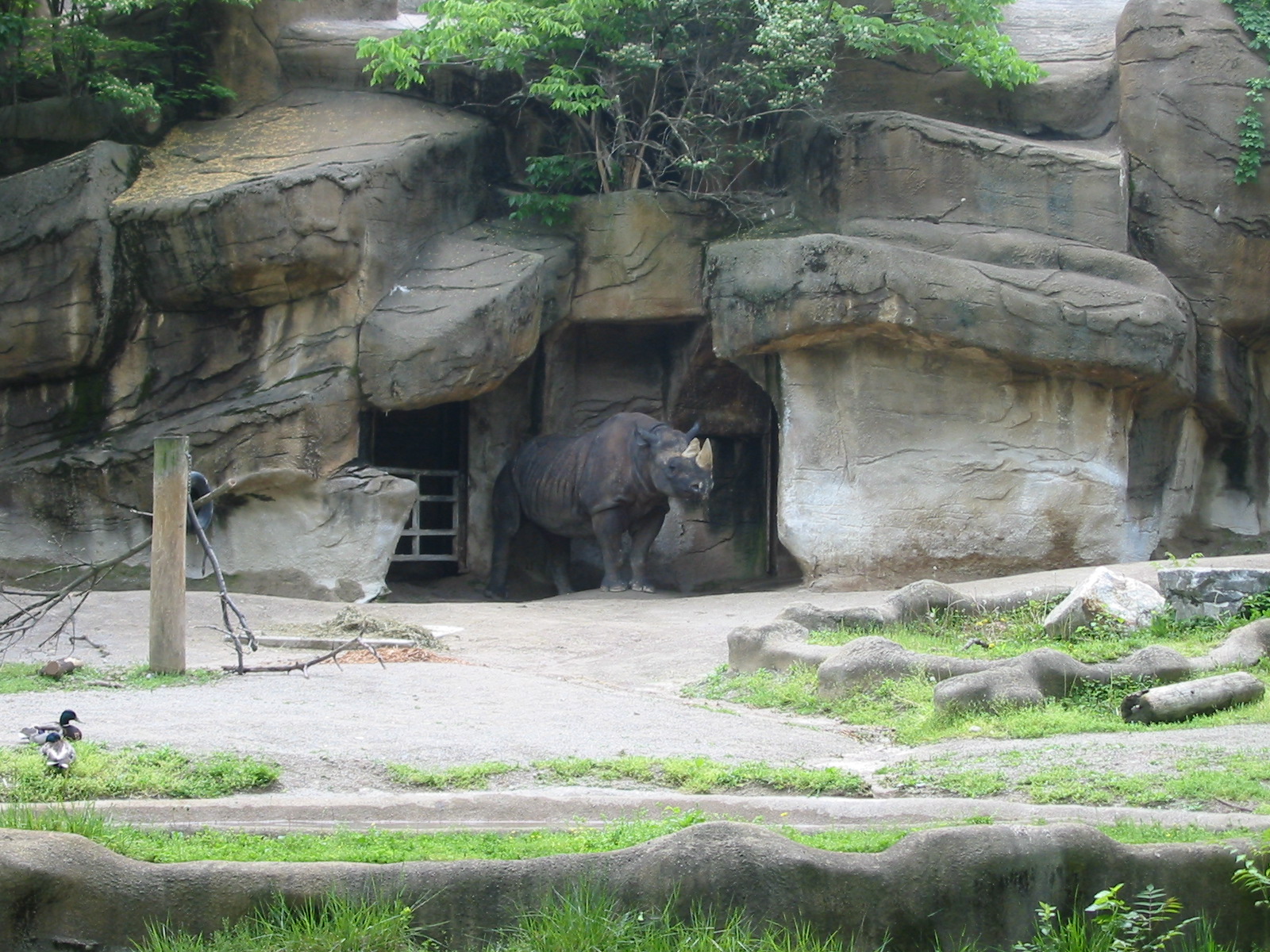 Cincinnati Zoo 2003 - Black Rhinoceros exhibit