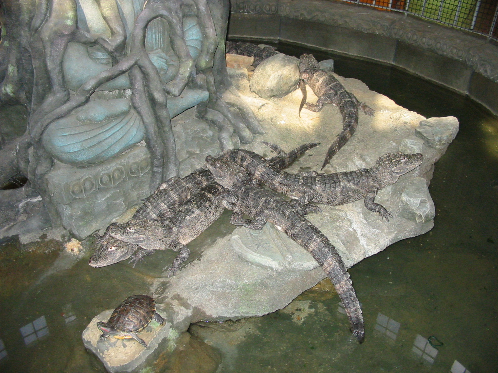 Cincinnati Zoo 2003 - Chinese Alligators in the central exhibit at the Rept