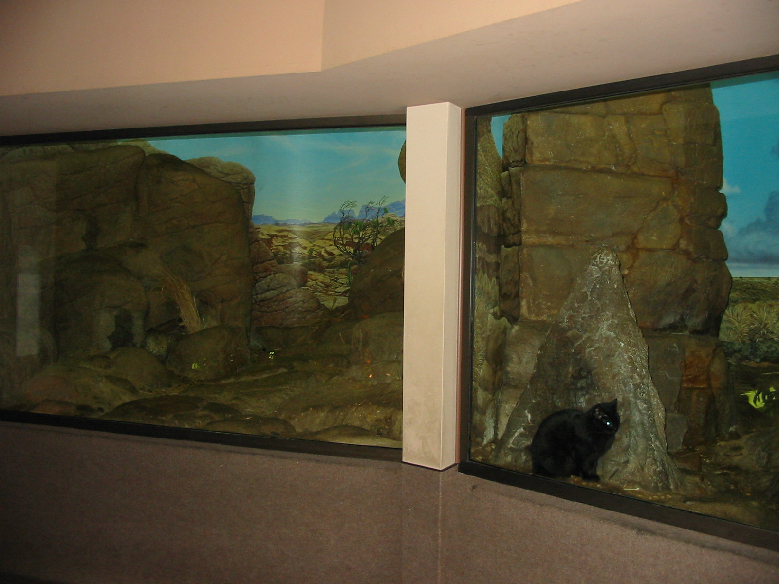 Cincinnati Zoo 2003 - Indoor exhibits in the famous Cat House