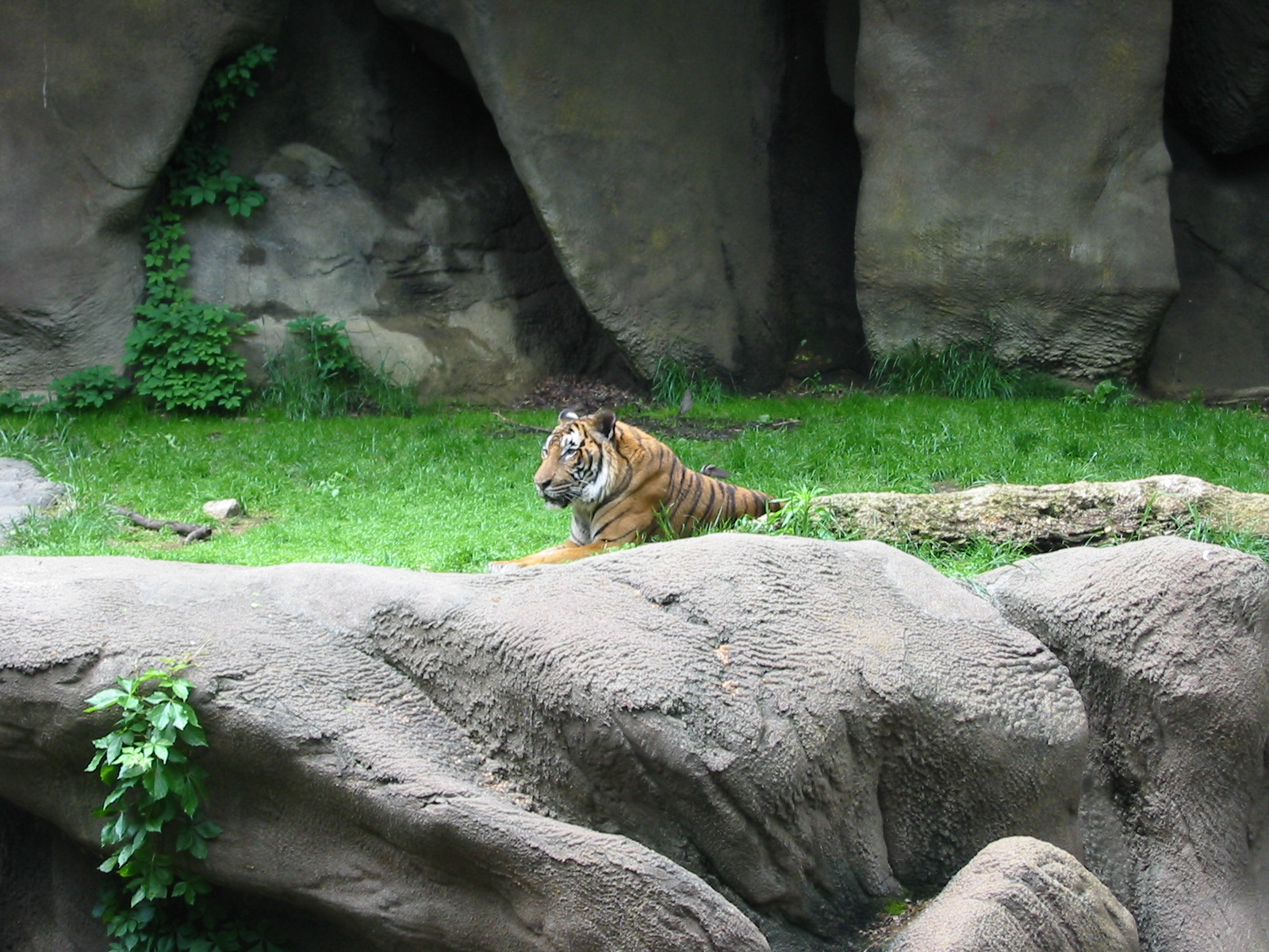 Cincinnati Zoo 2003 - Malayan Tiger