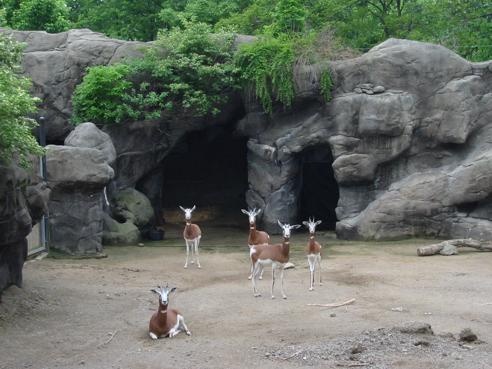 Cincinnati Zoo 2003 - Mhoor Gazelle exhibit
