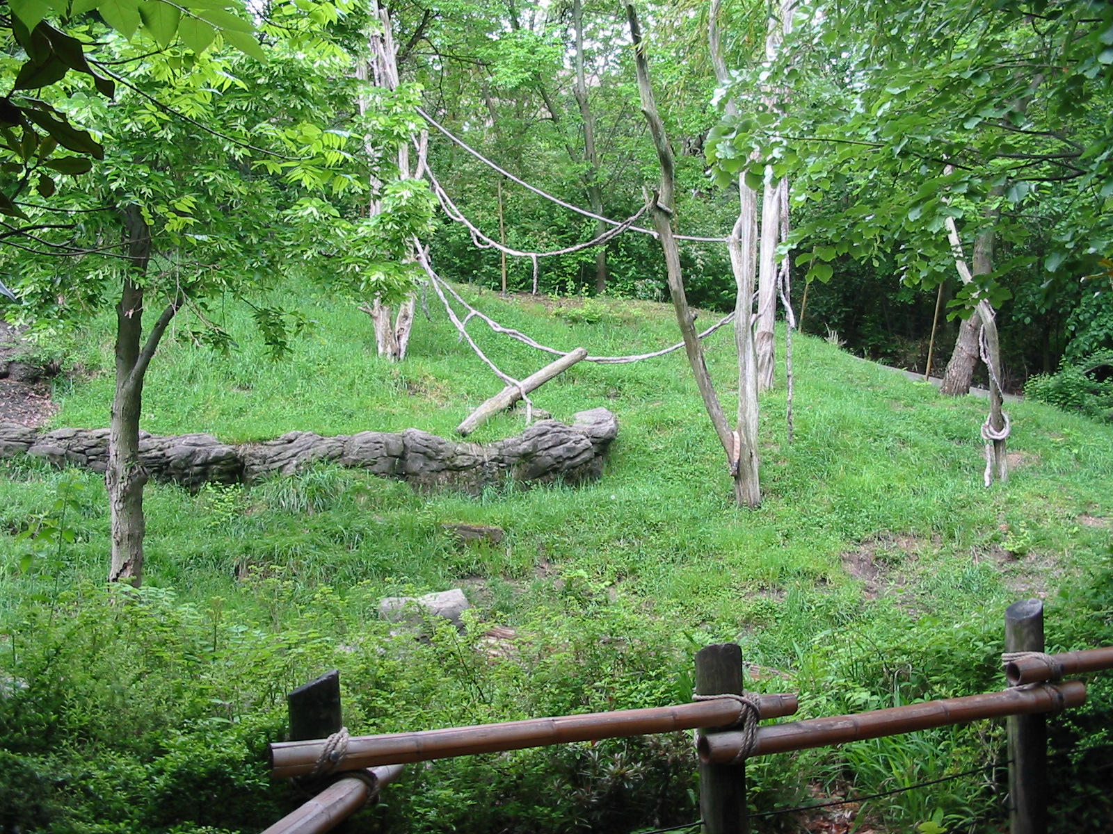 Cincinnati Zoo 2003 - Mixed Orangutan and Gibbon exhibit