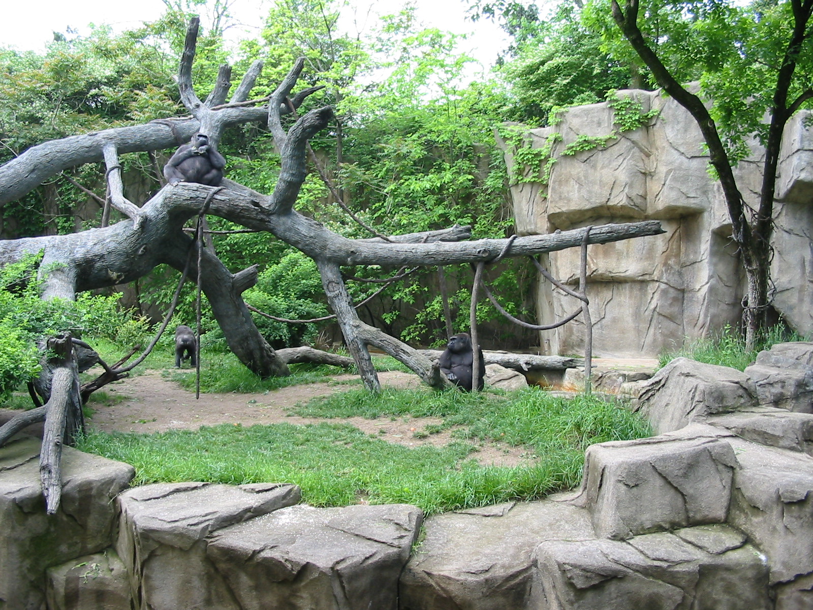 Cincinnati Zoo 2003 - Part of the Gorilla exhibit