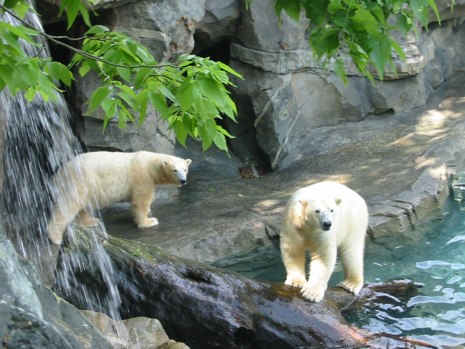 Cincinnati Zoo 2003 - Polar Bears
