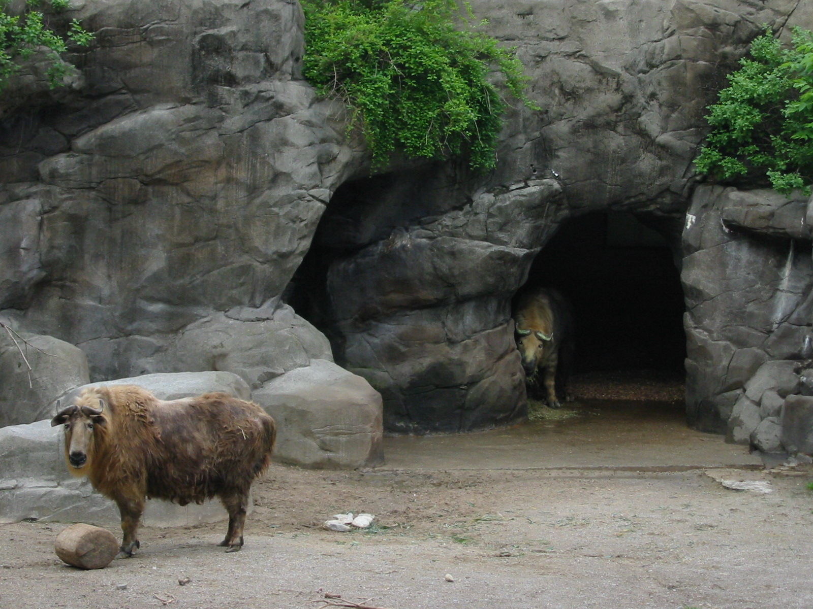 Cincinnati Zoo 2003 - Sichuan Takin exhibit