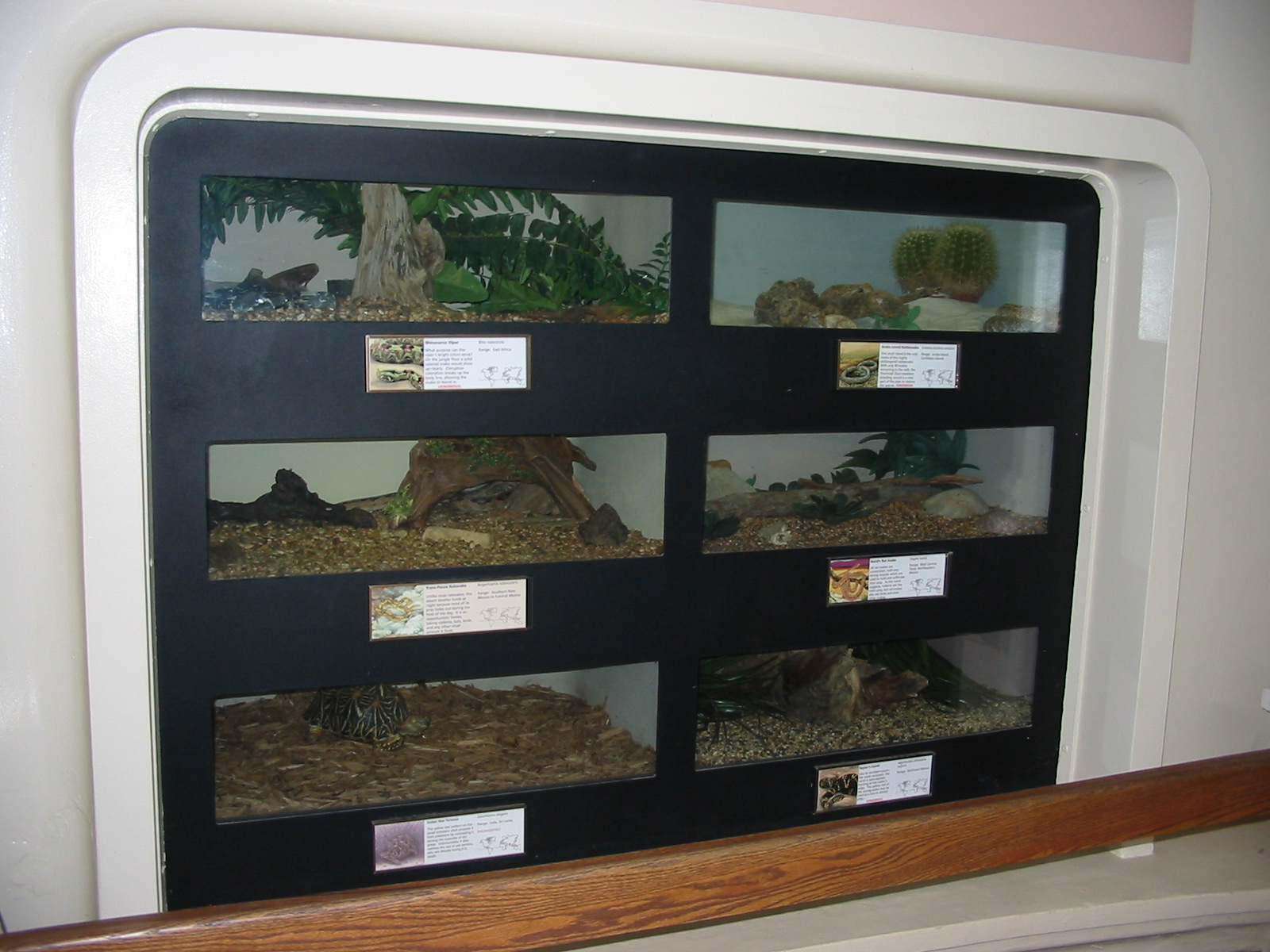 Cincinnati Zoo 2003 - Tortoise exhibits at the Reptile House