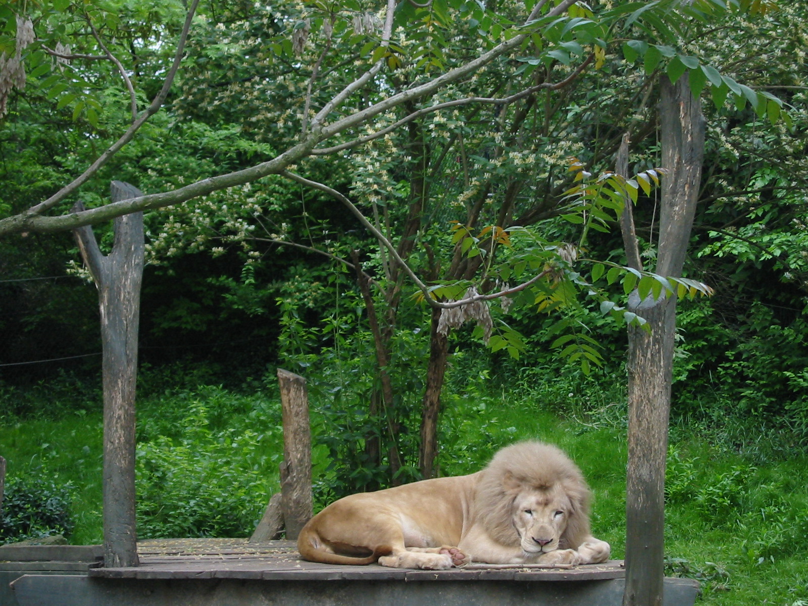 Cincinnati Zoo 2003 - White African Lion male