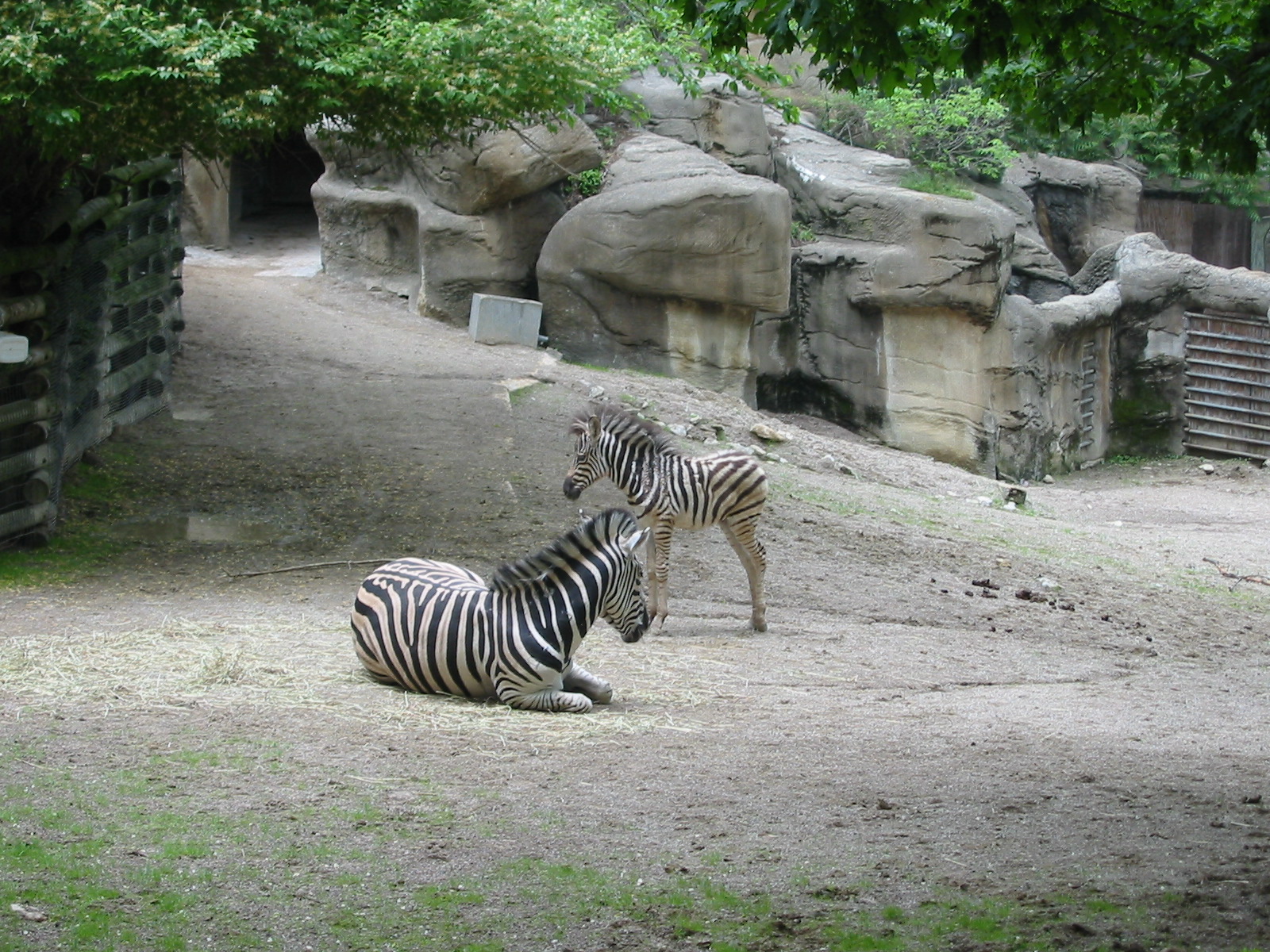 Cincinnati Zoo 2003 - Zebra exhibit