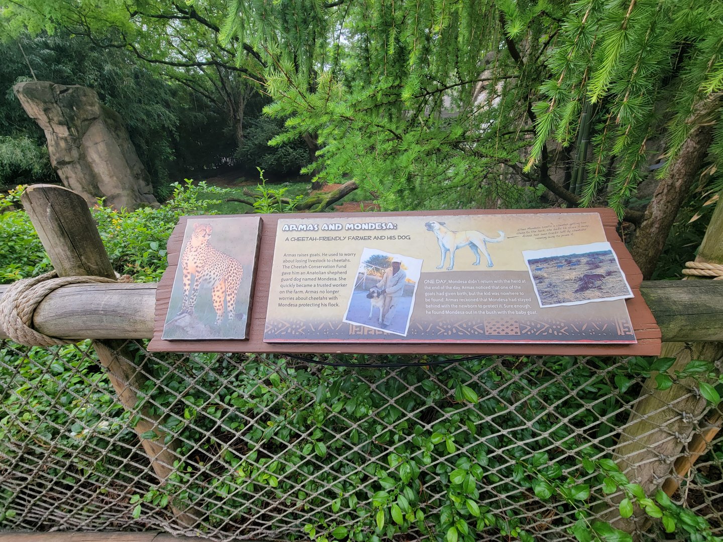 Cincinnati Zoo 5/22 - A cheetah-friendly farmer and his dog