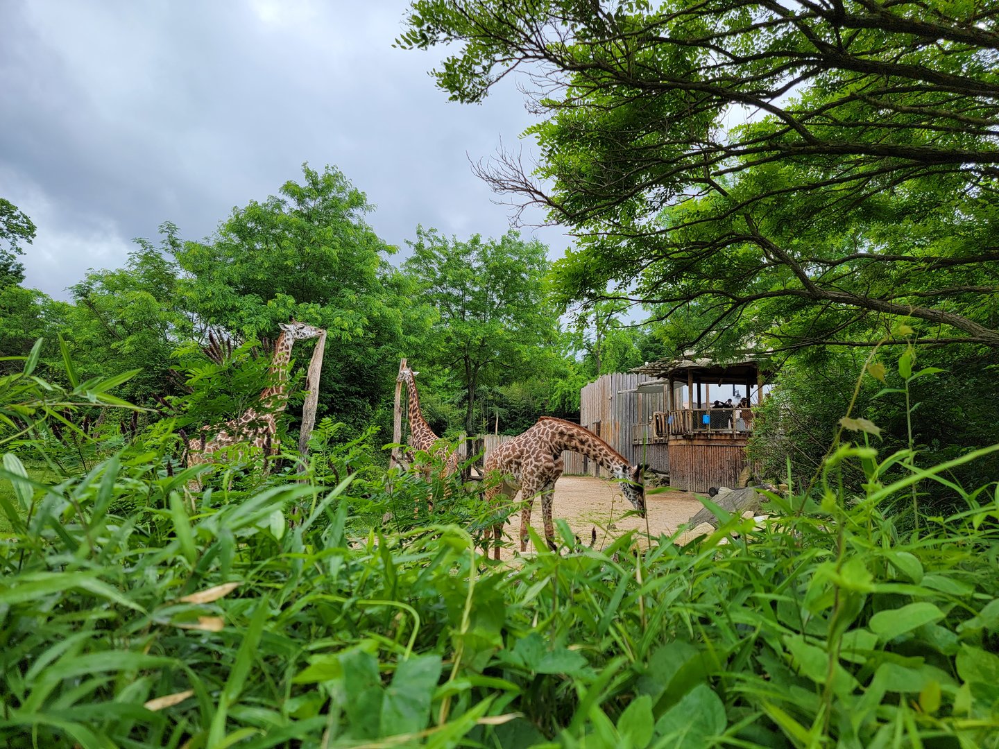 Cincinnati Zoo 5/22 - Africa, Giraffes