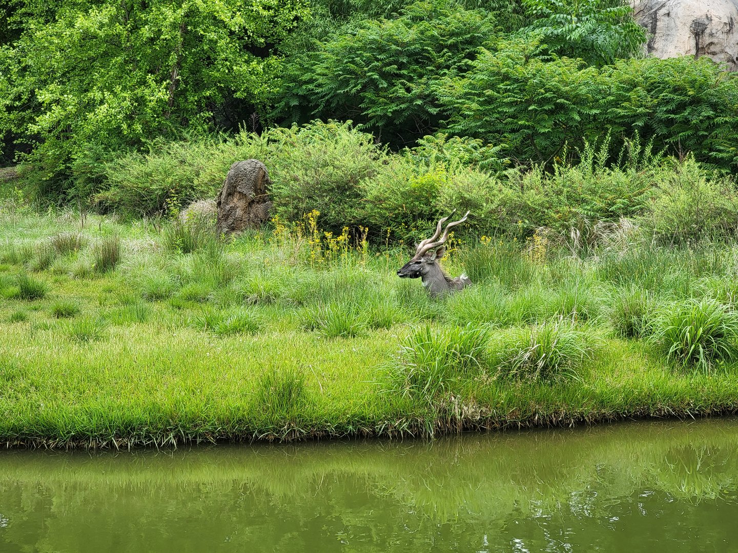 Cincinnati Zoo 5/22 - Africa, lesser kudu