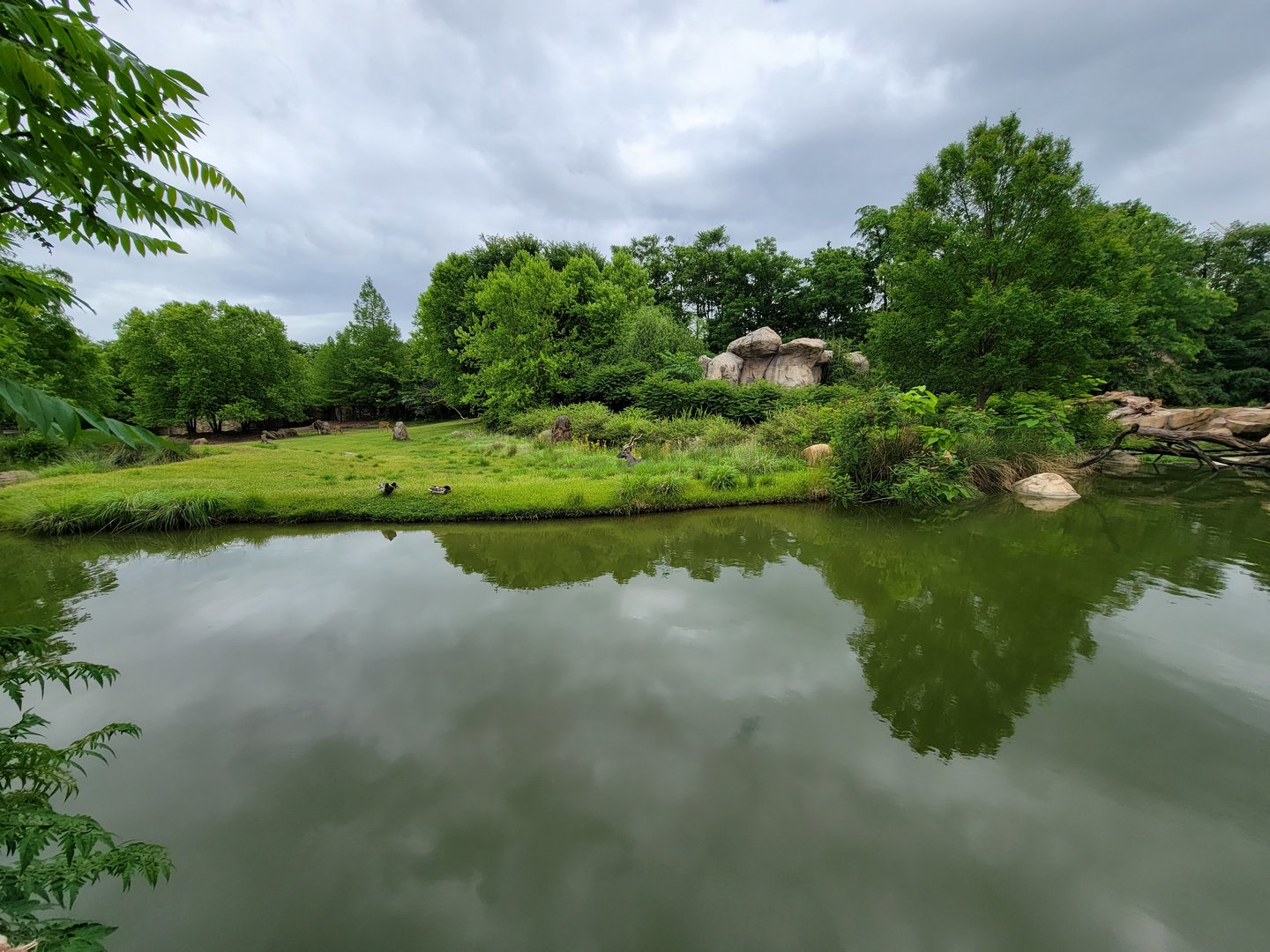 Cincinnati Zoo 5/22 - Africa, lesser kudu
