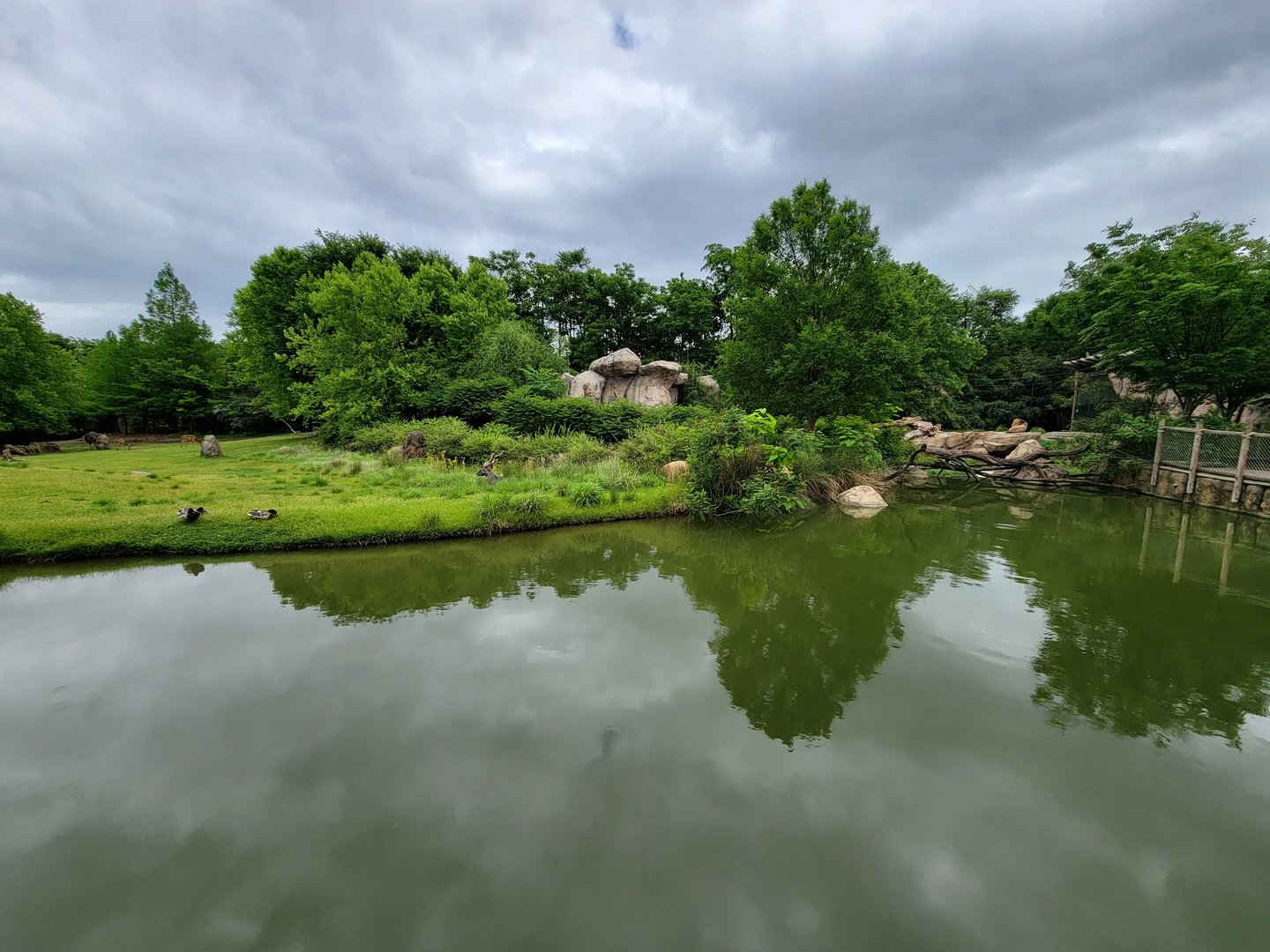 Cincinnati Zoo 5/22 - Africa, lesser kudu