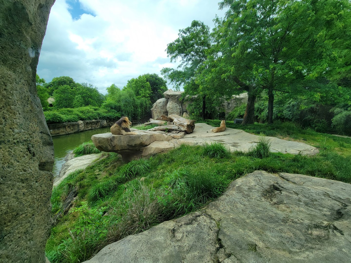 Cincinnati Zoo 5/22 - Africa, lions from window