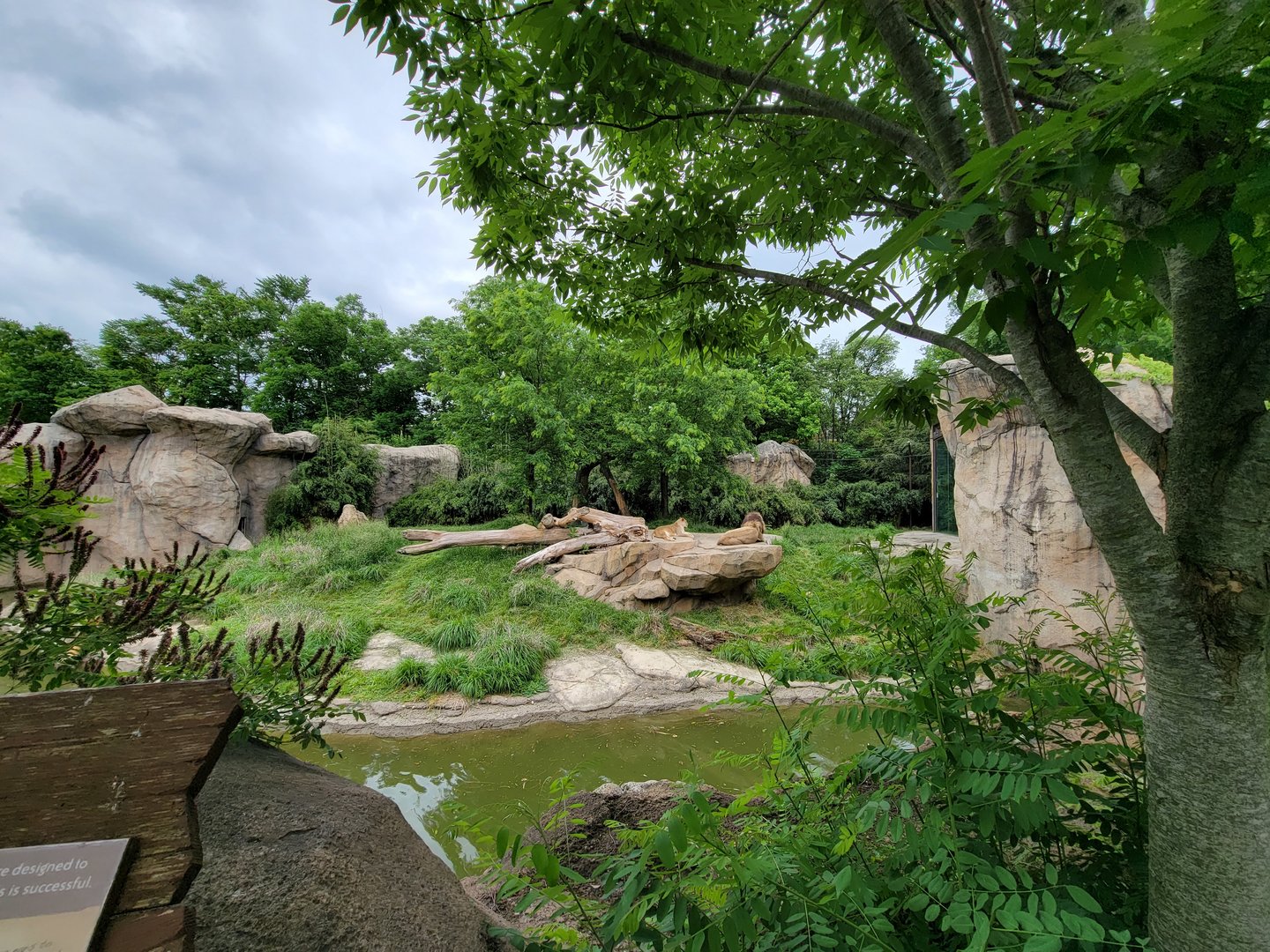 Cincinnati Zoo 5/22 - Africa, lions