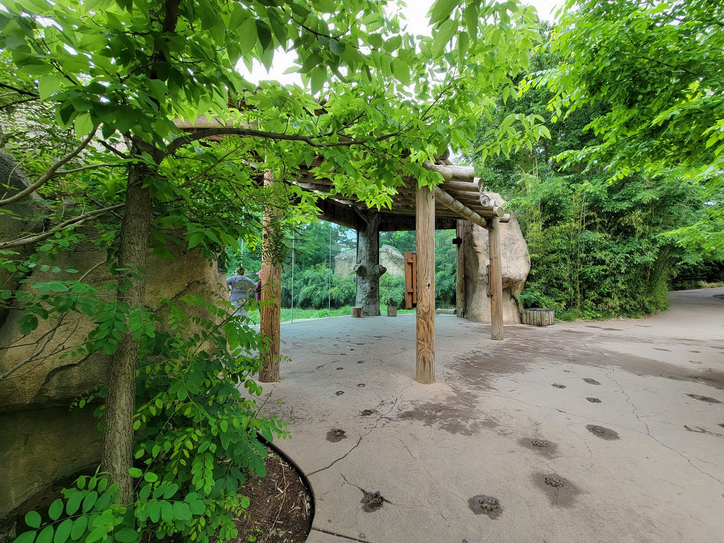 Cincinnati Zoo 5/22 - Africa, lions