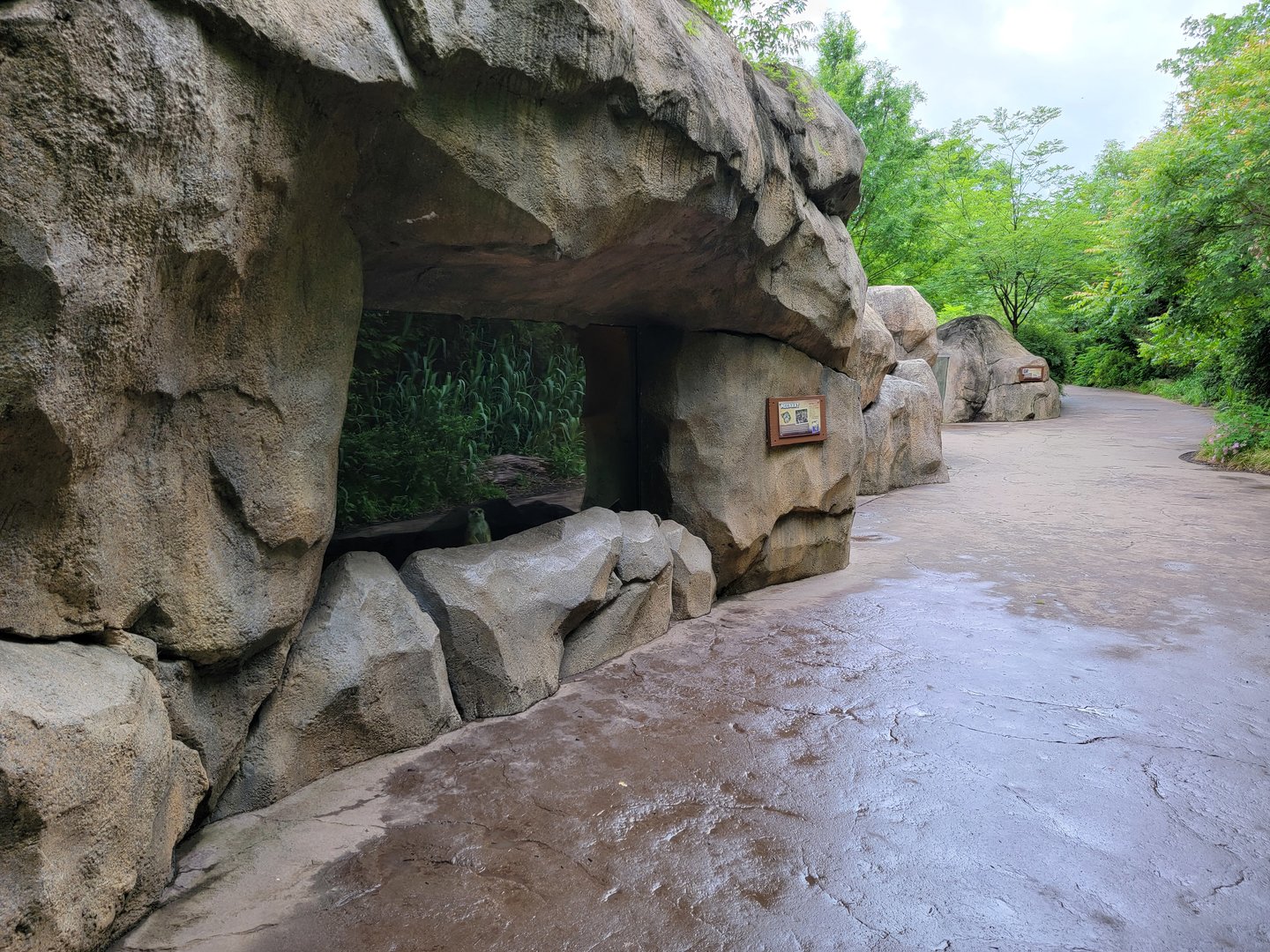 Cincinnati Zoo 5/22 - Africa, Meerkat indoor area