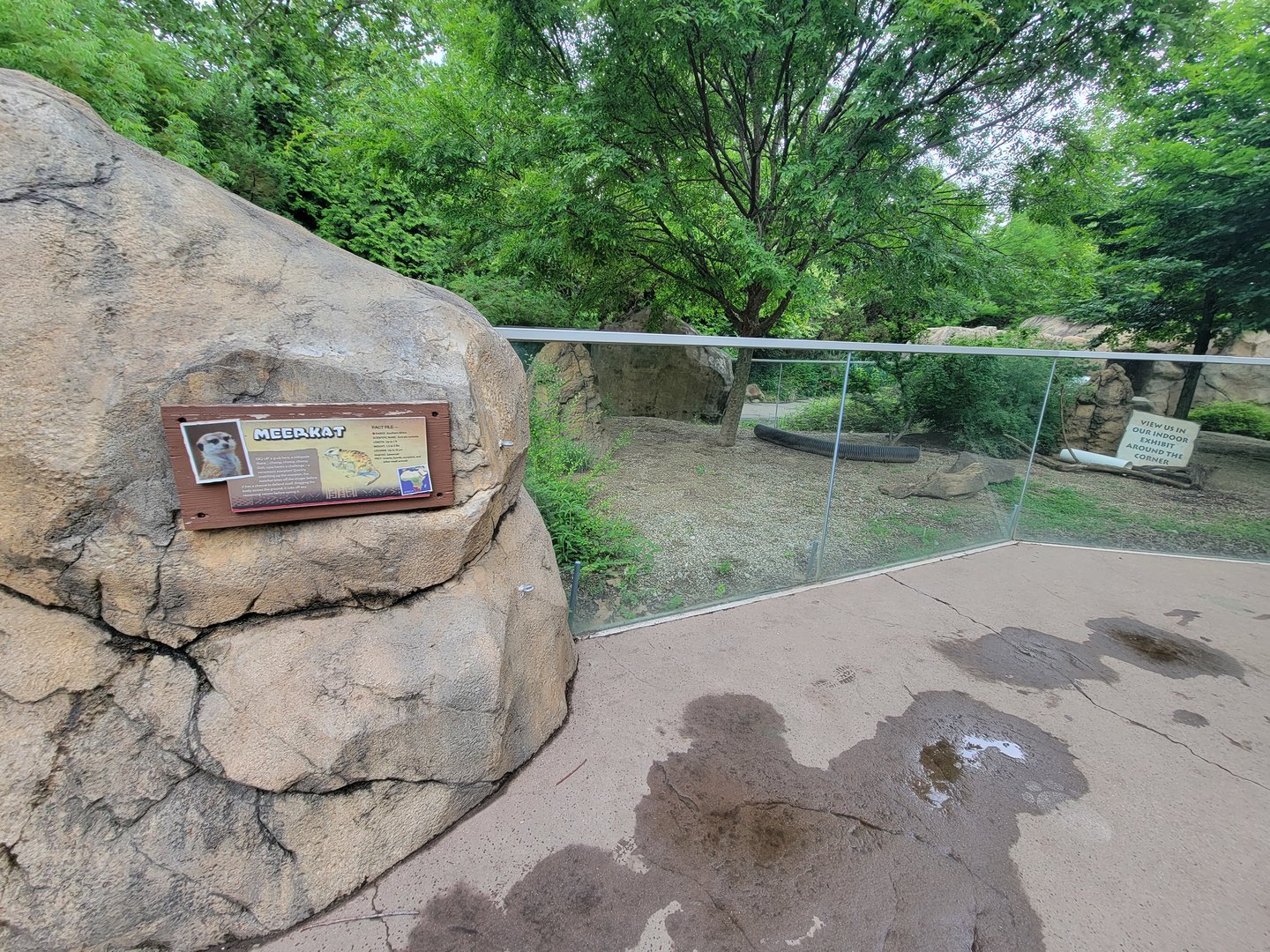 Cincinnati Zoo 5/22 - Africa, Meerkats