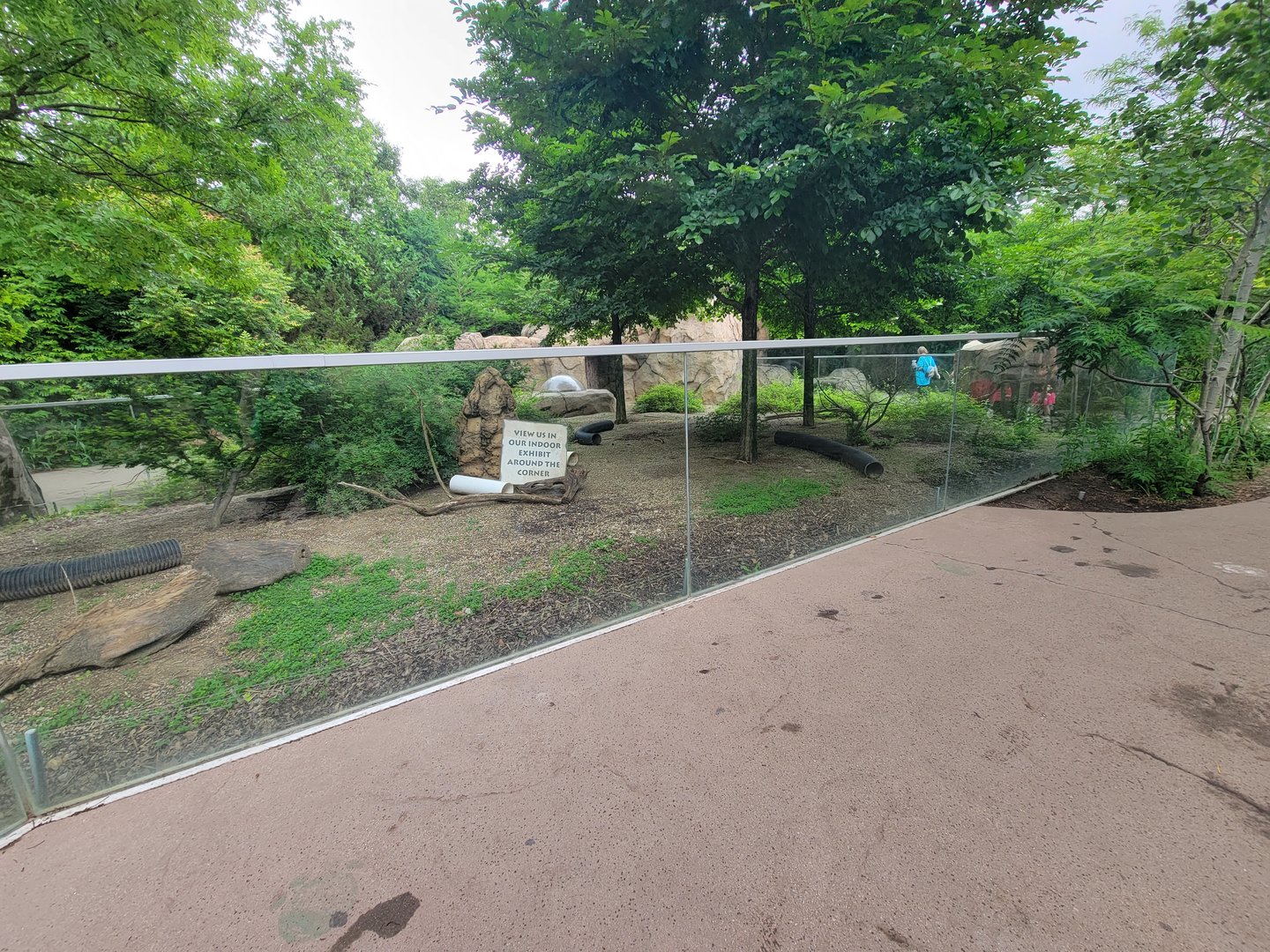 Cincinnati Zoo 5/22 - Africa, Meerkats