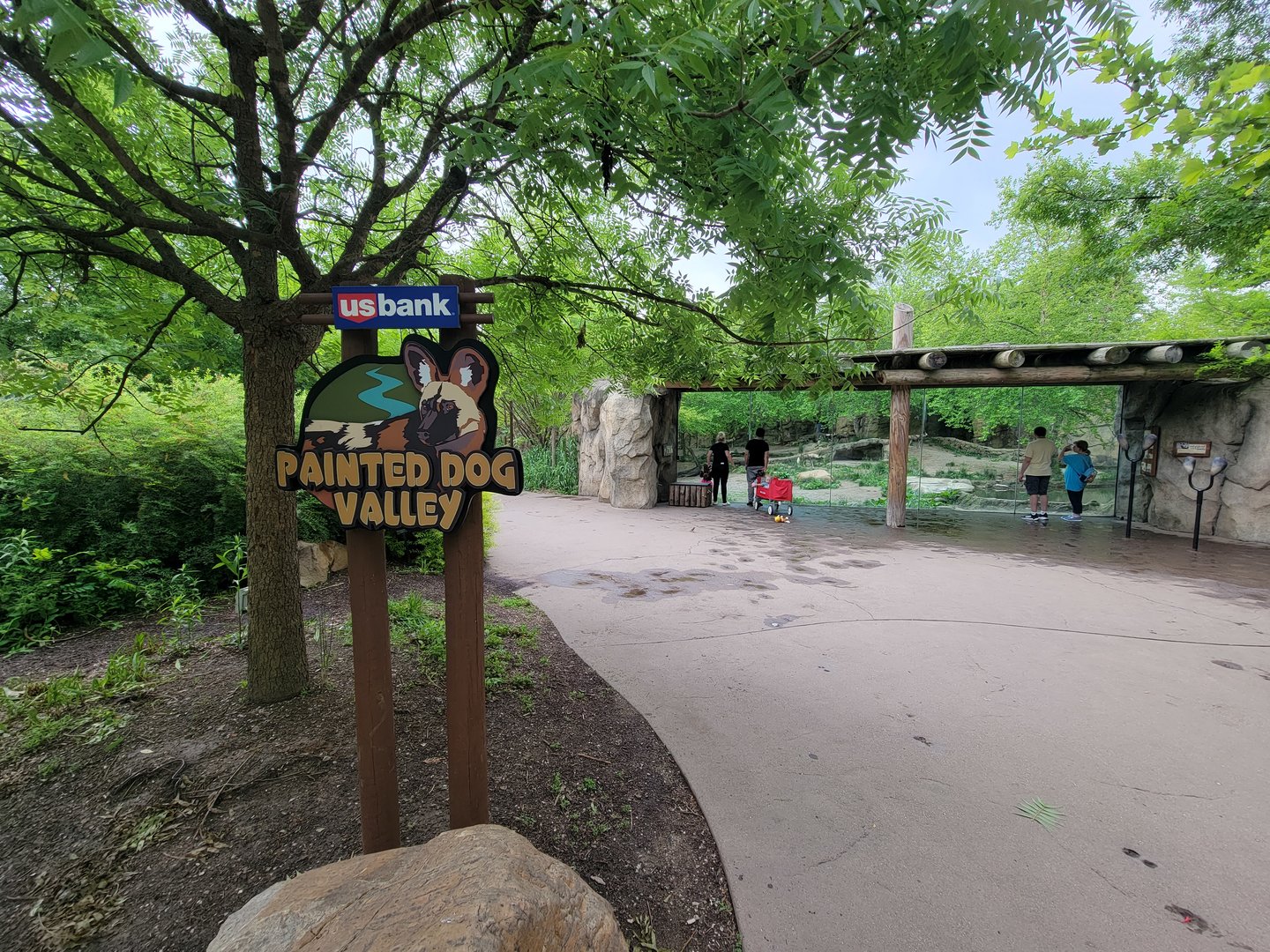 Cincinnati Zoo 5/22 - Africa, Painted Dog Valley, African wild dogs