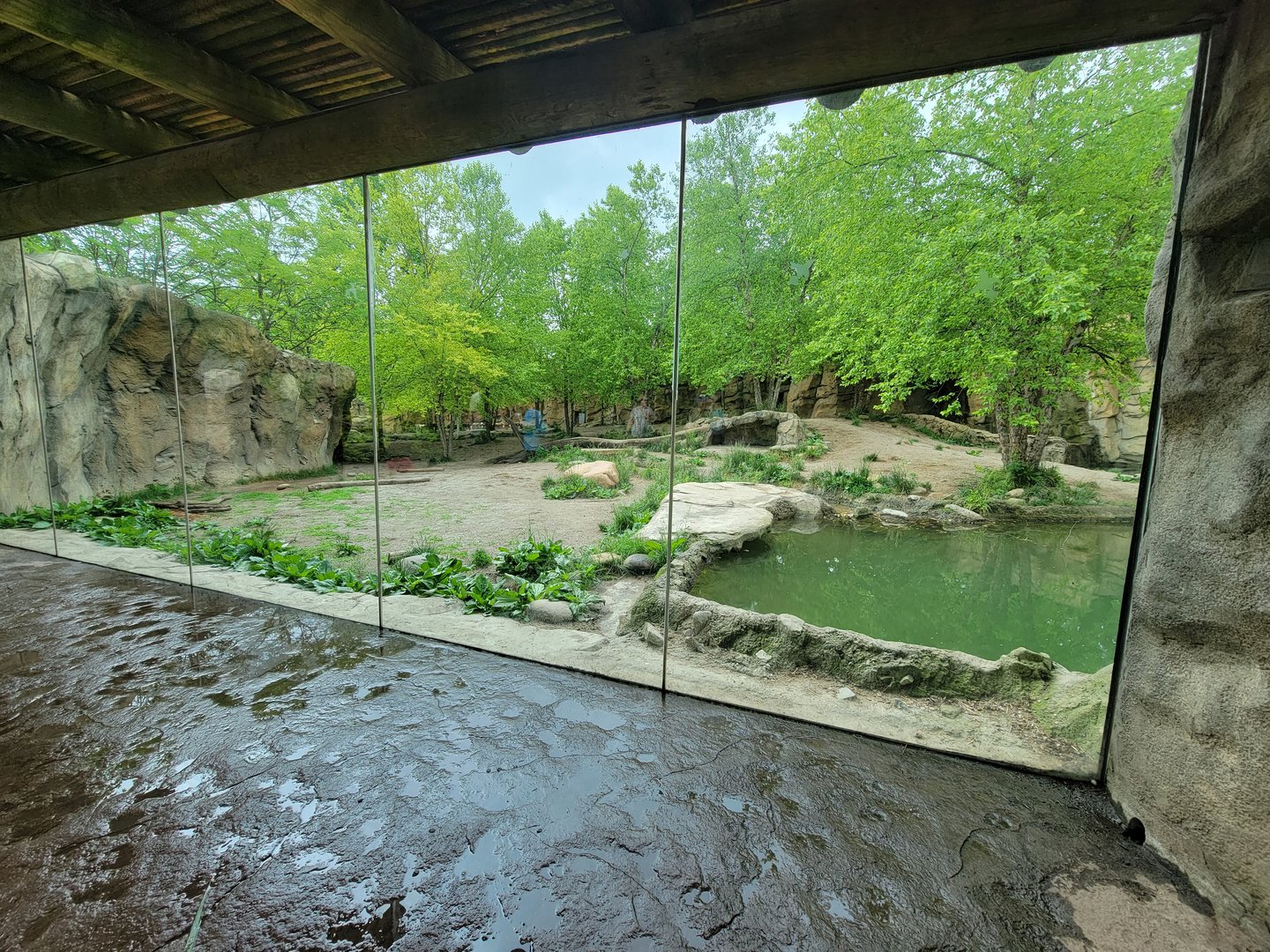 Cincinnati Zoo 5/22 - Africa, Painted Dog Valley, African wild dogs