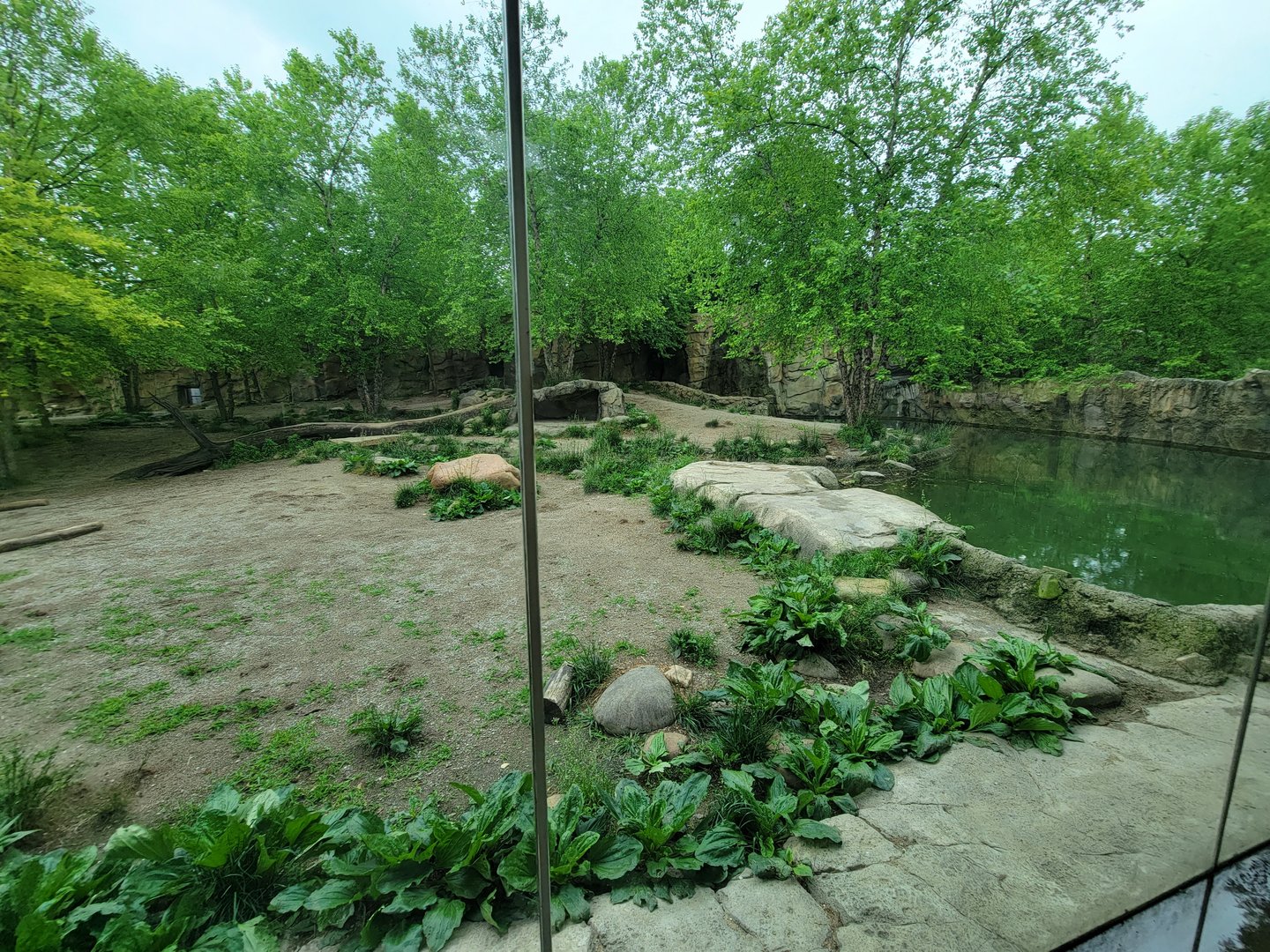 Cincinnati Zoo 5/22 - Africa, Painted Dog Valley, African wild dogs