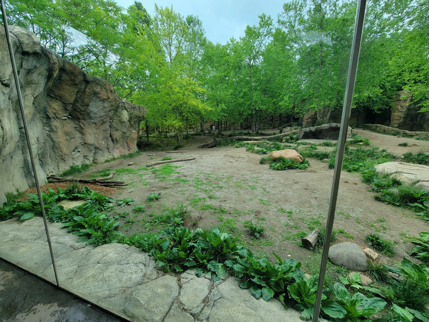 Cincinnati Zoo 5/22 - Africa, Painted Dog Valley, African wild dogs