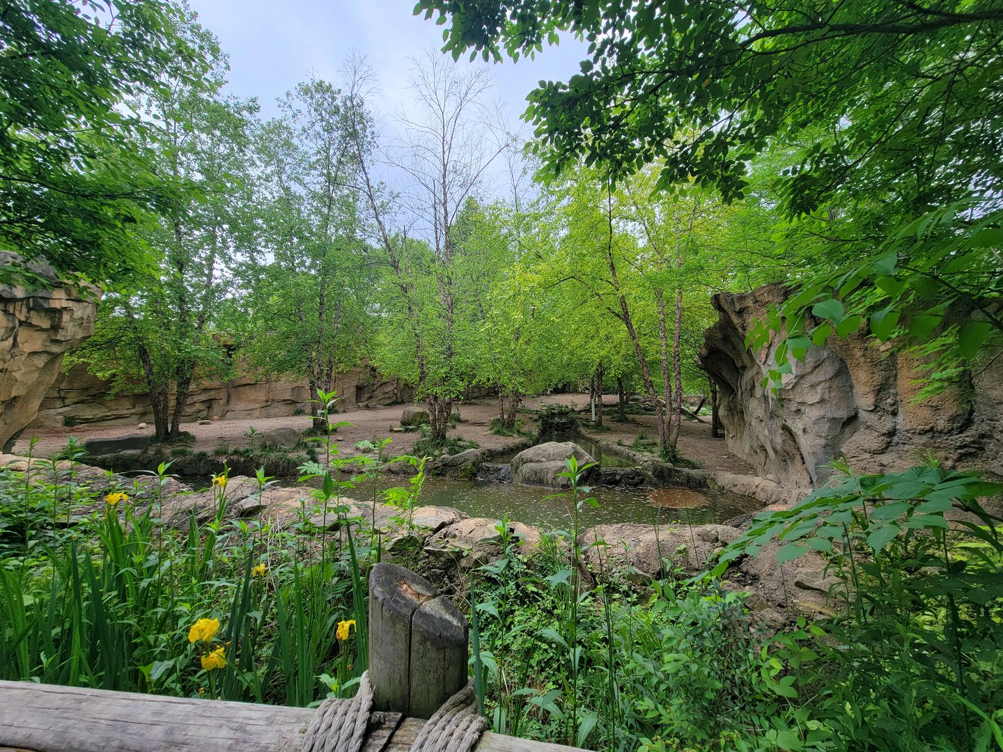Cincinnati Zoo 5/22 - Africa, Painted Dog Valley, African wild dogs