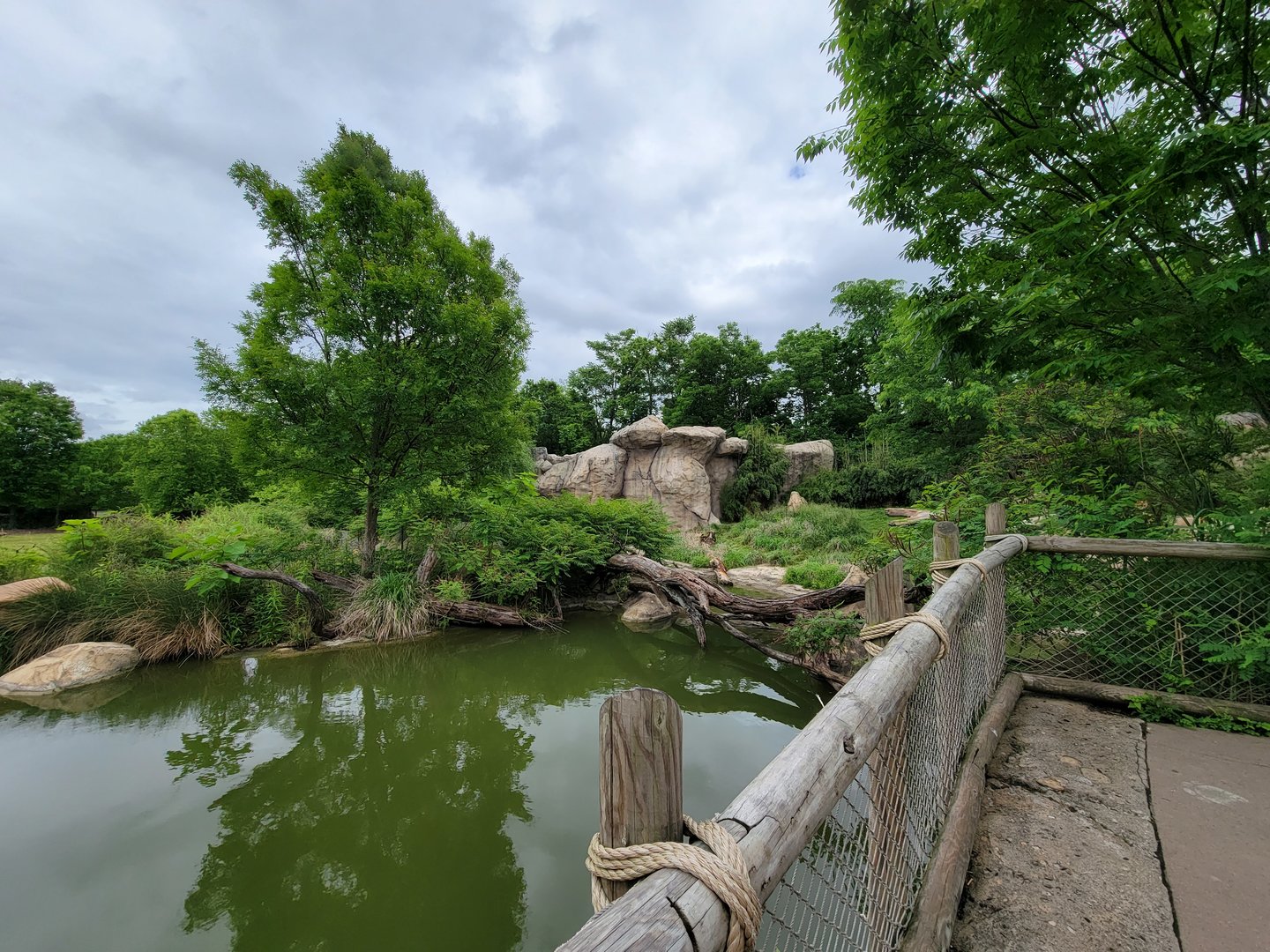 Cincinnati Zoo 5/22 - Africa, predator / prey setup