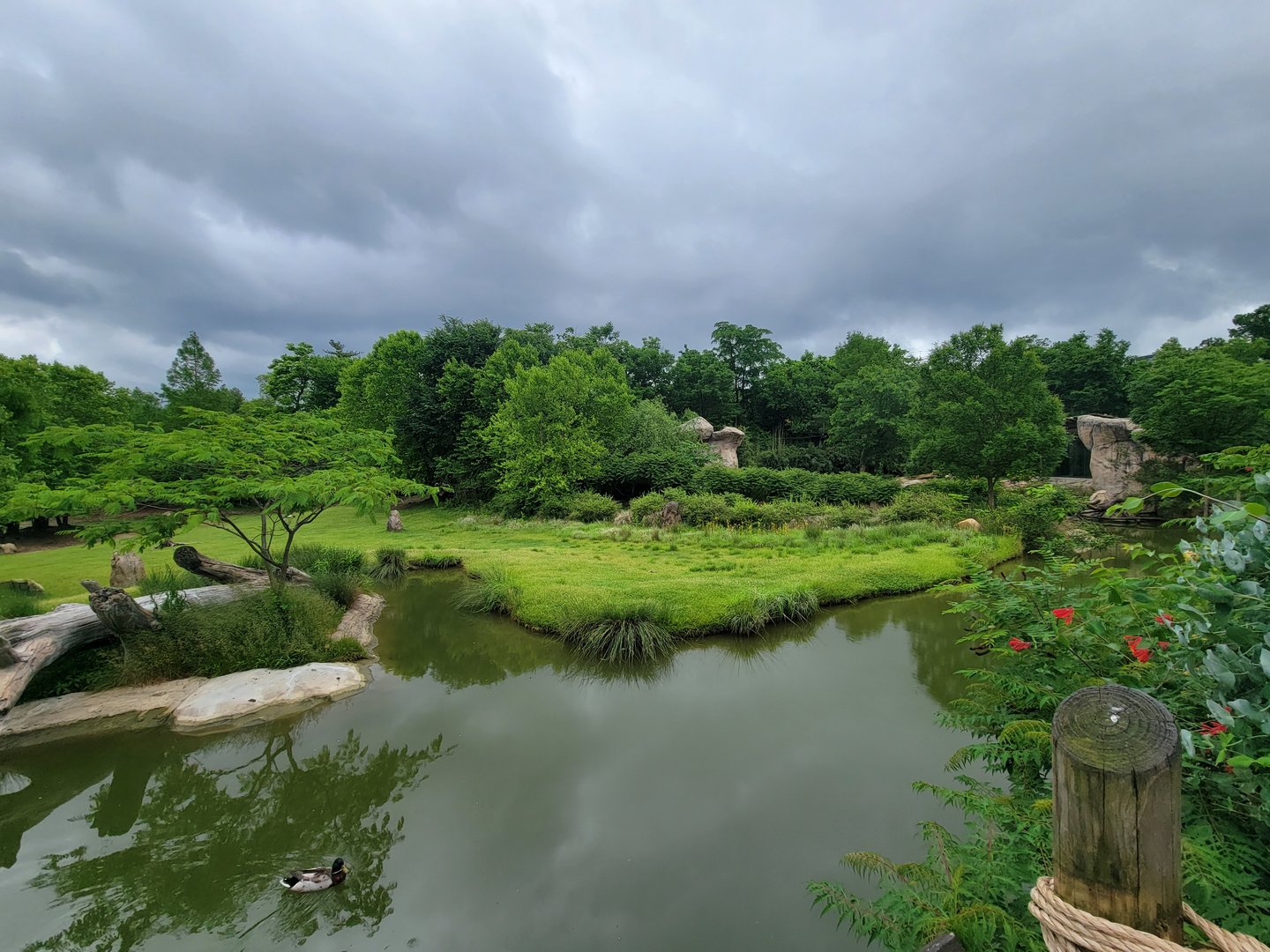 Cincinnati Zoo 5/22 - Africa